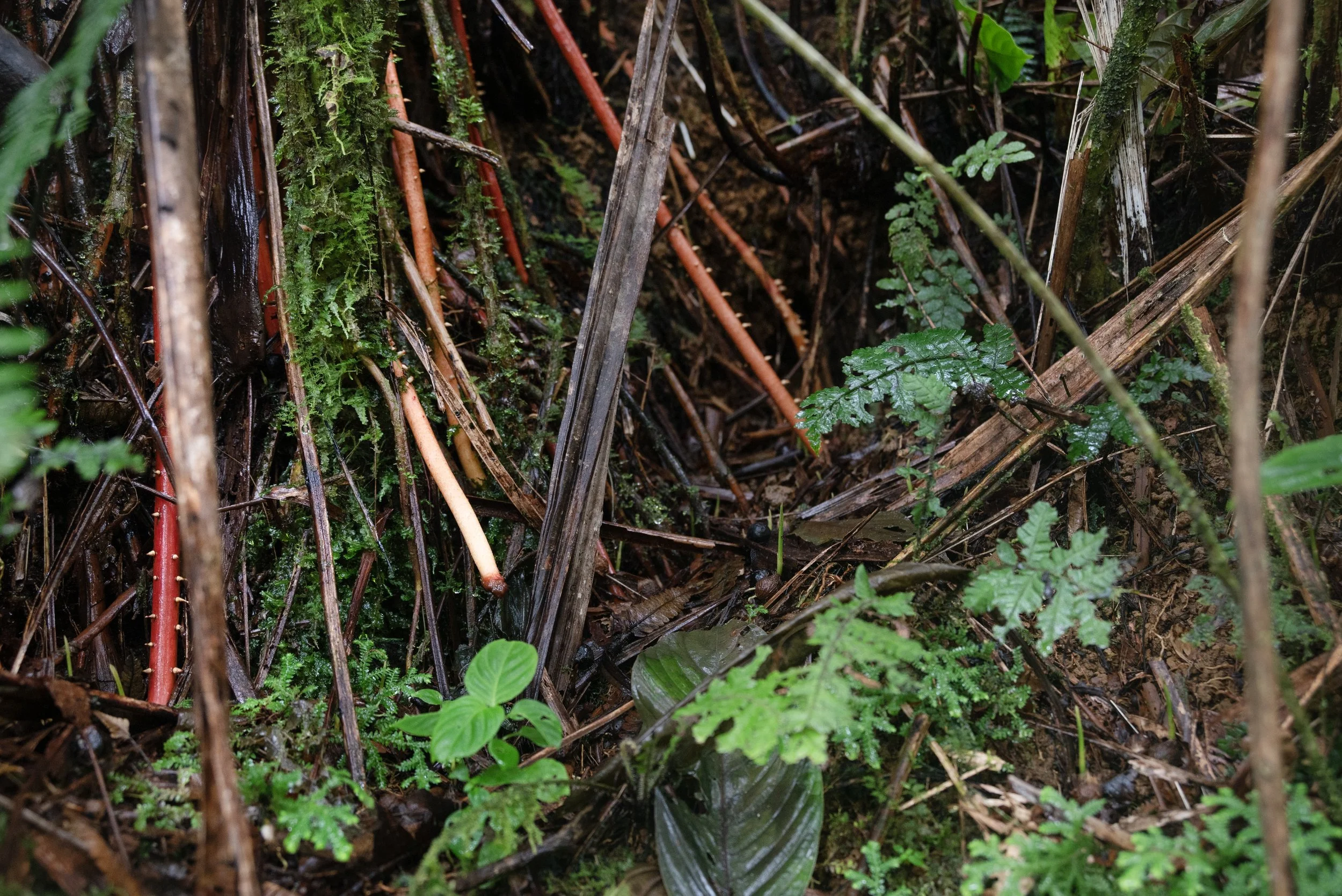 El Yunque PR 03222026 13A.jpg