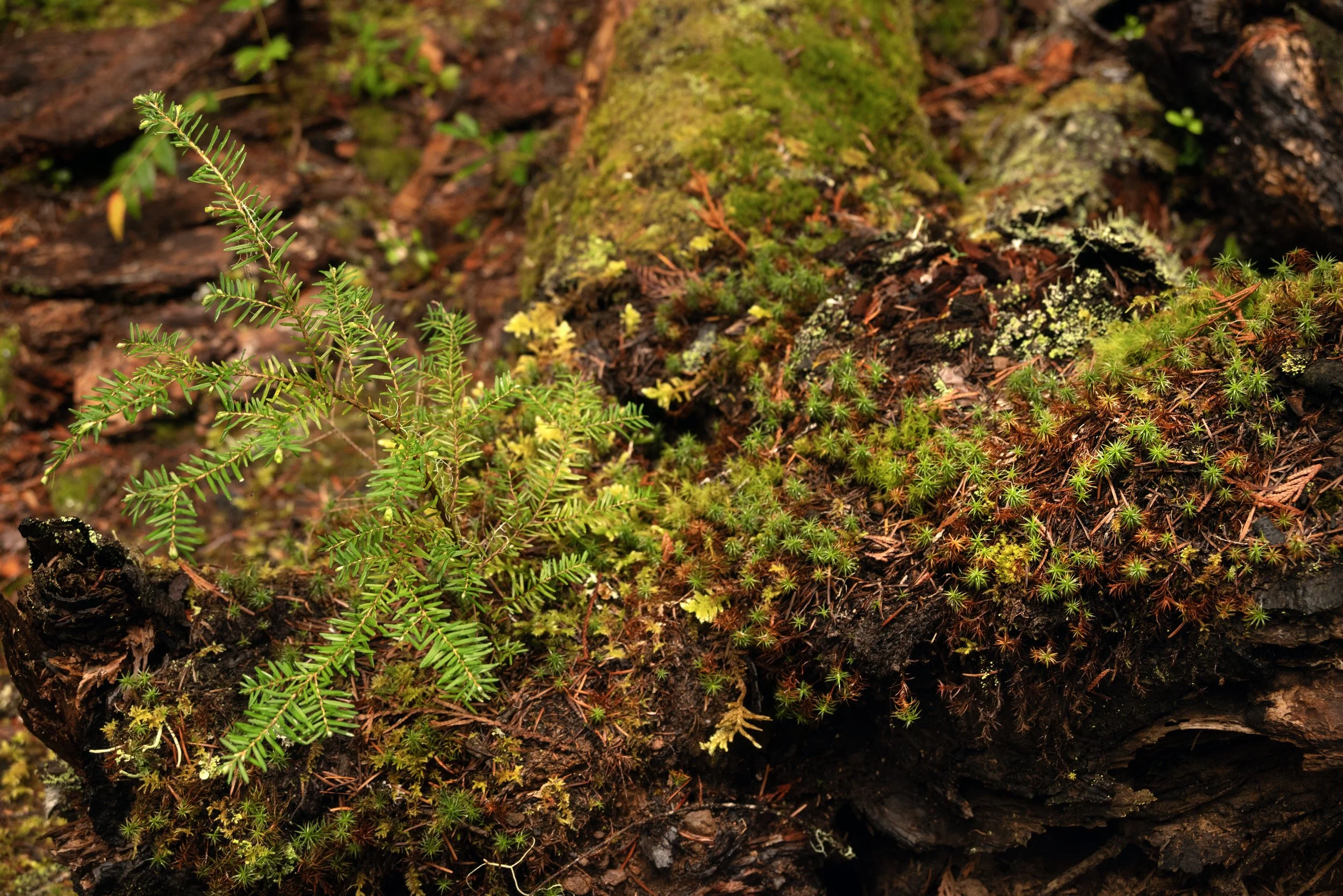Sahalie & Koosah Fall 05222025 17.jpg