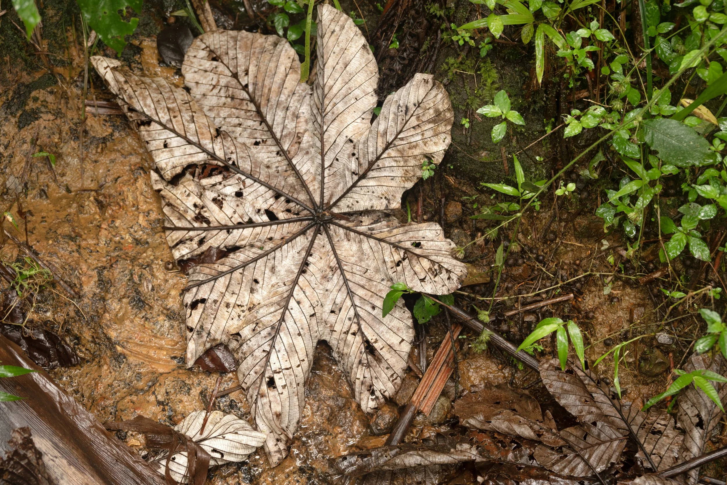 El Yunque PR 03222026 14.jpg