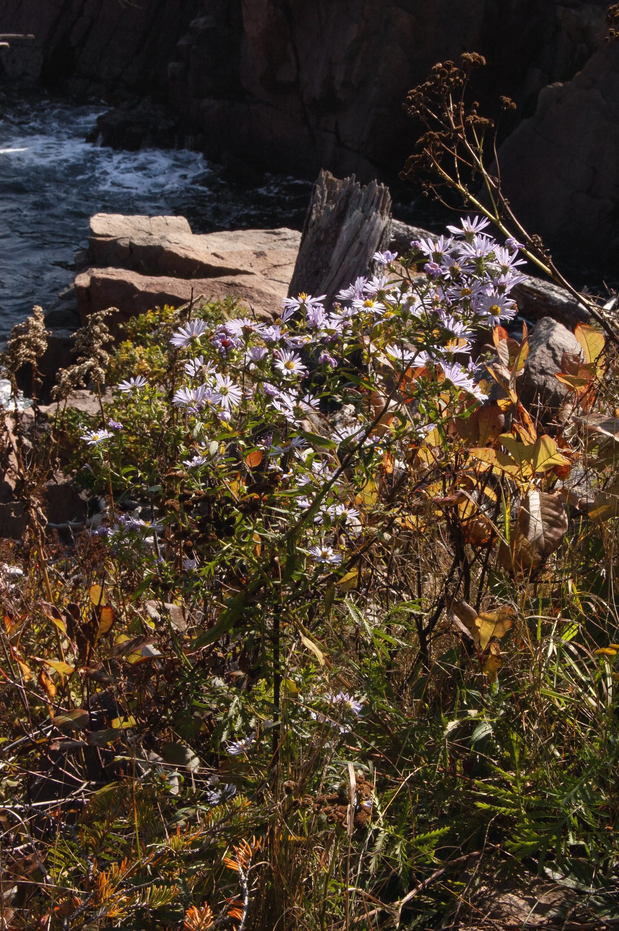 Acadia National Park 10072014 09C.jpg