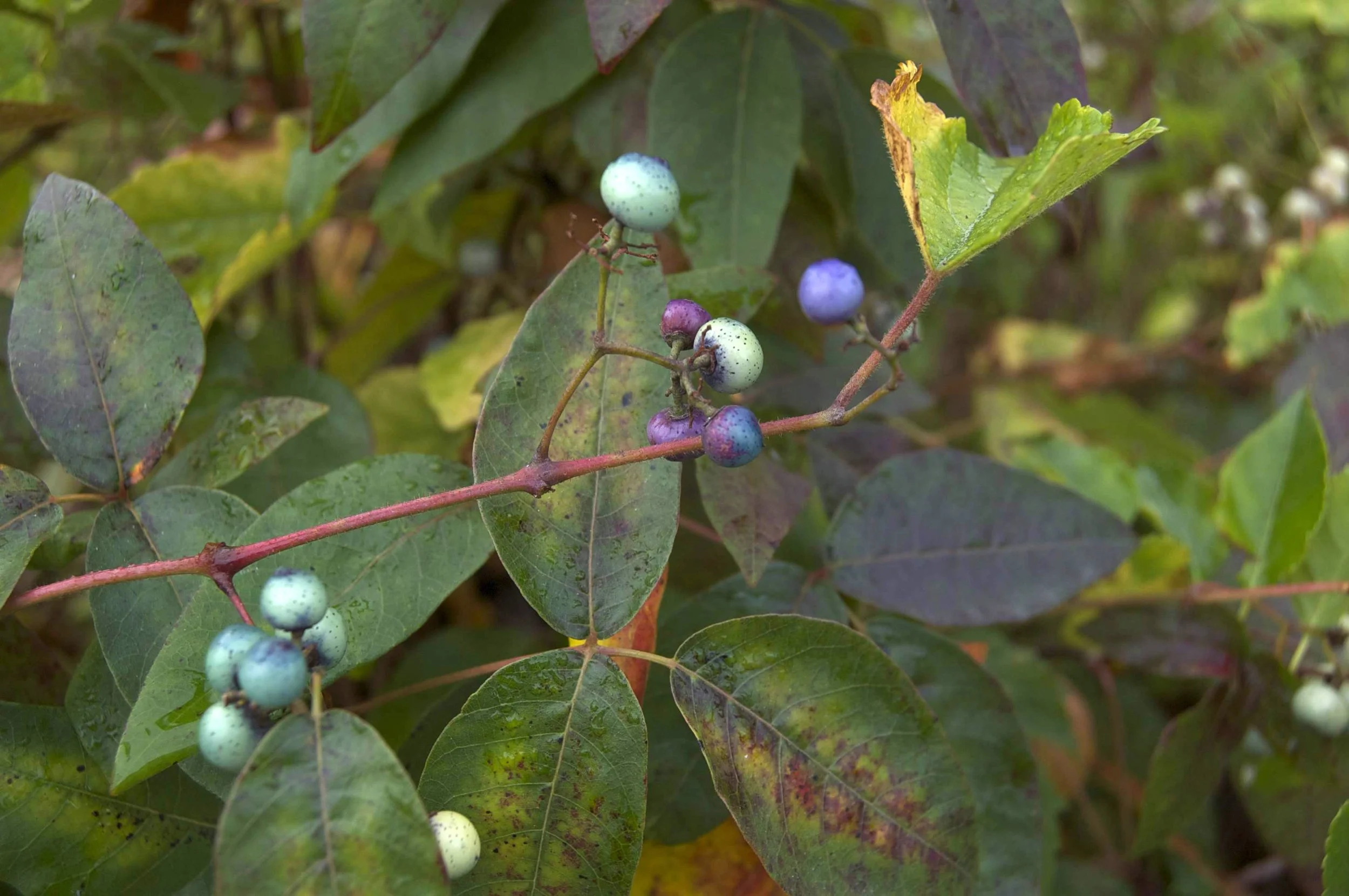 Woods Hole 10042014 03.jpg