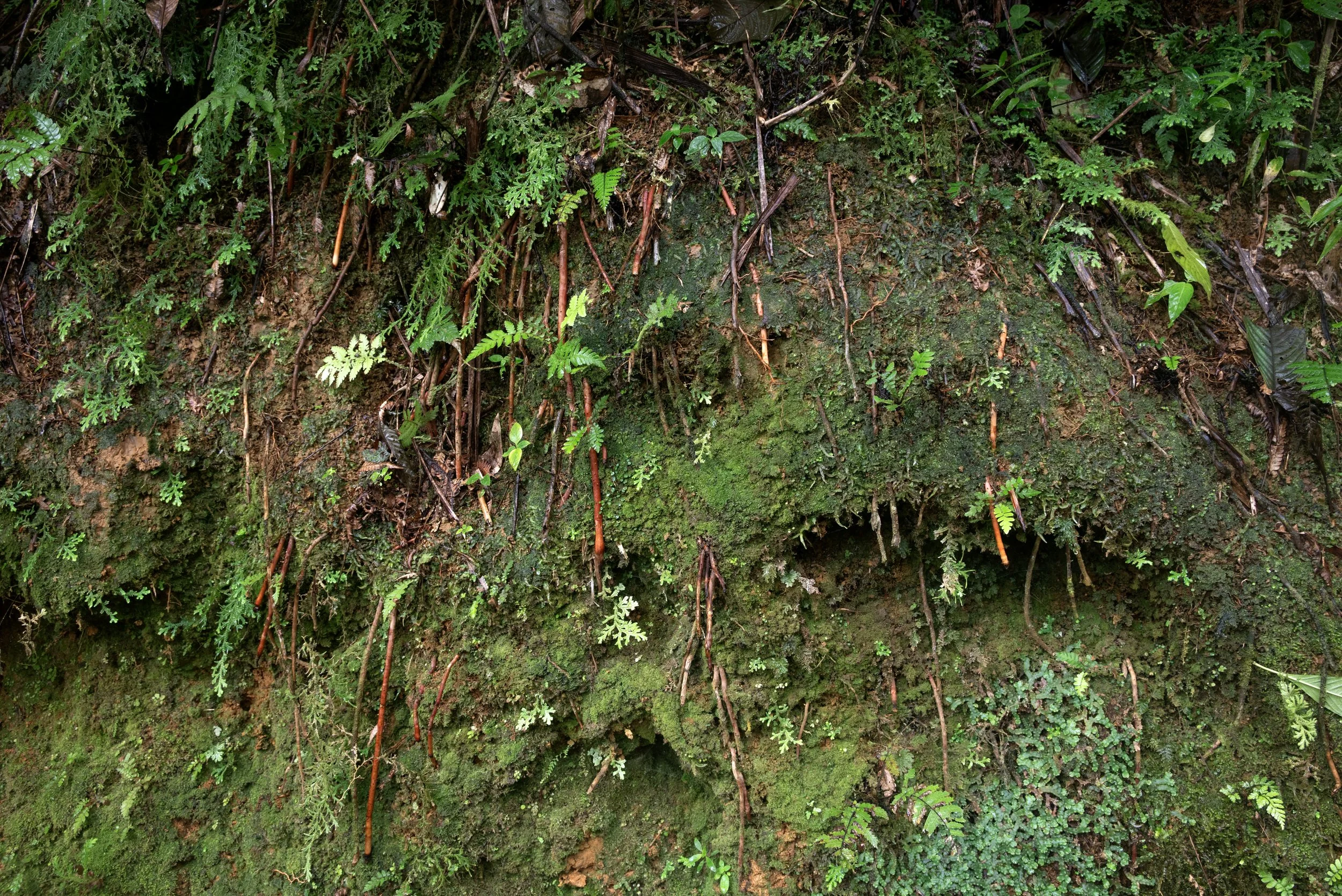 El Yunque PR 03222026 13.jpg