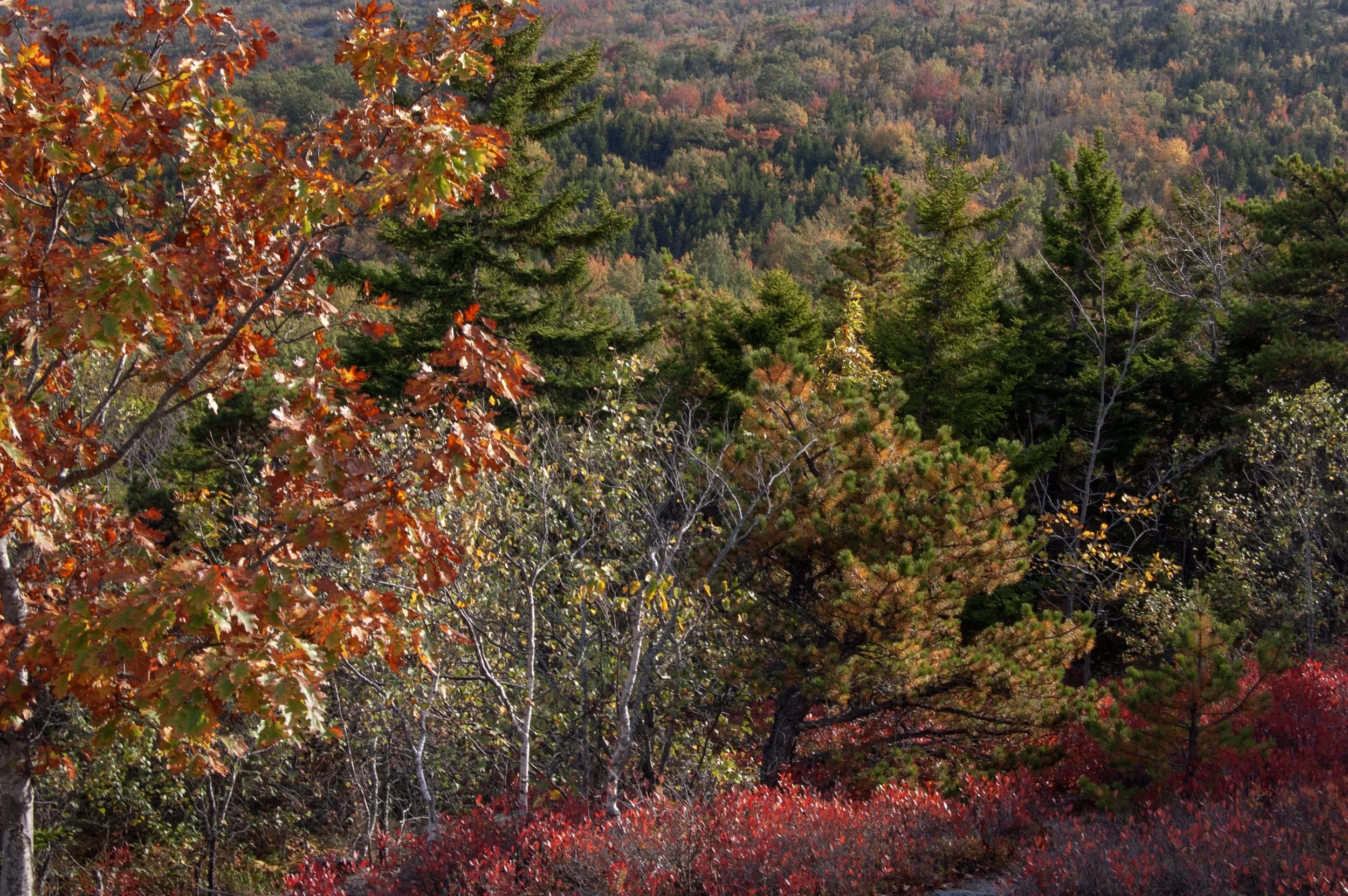 Acadia National Park 10072014 24.jpg