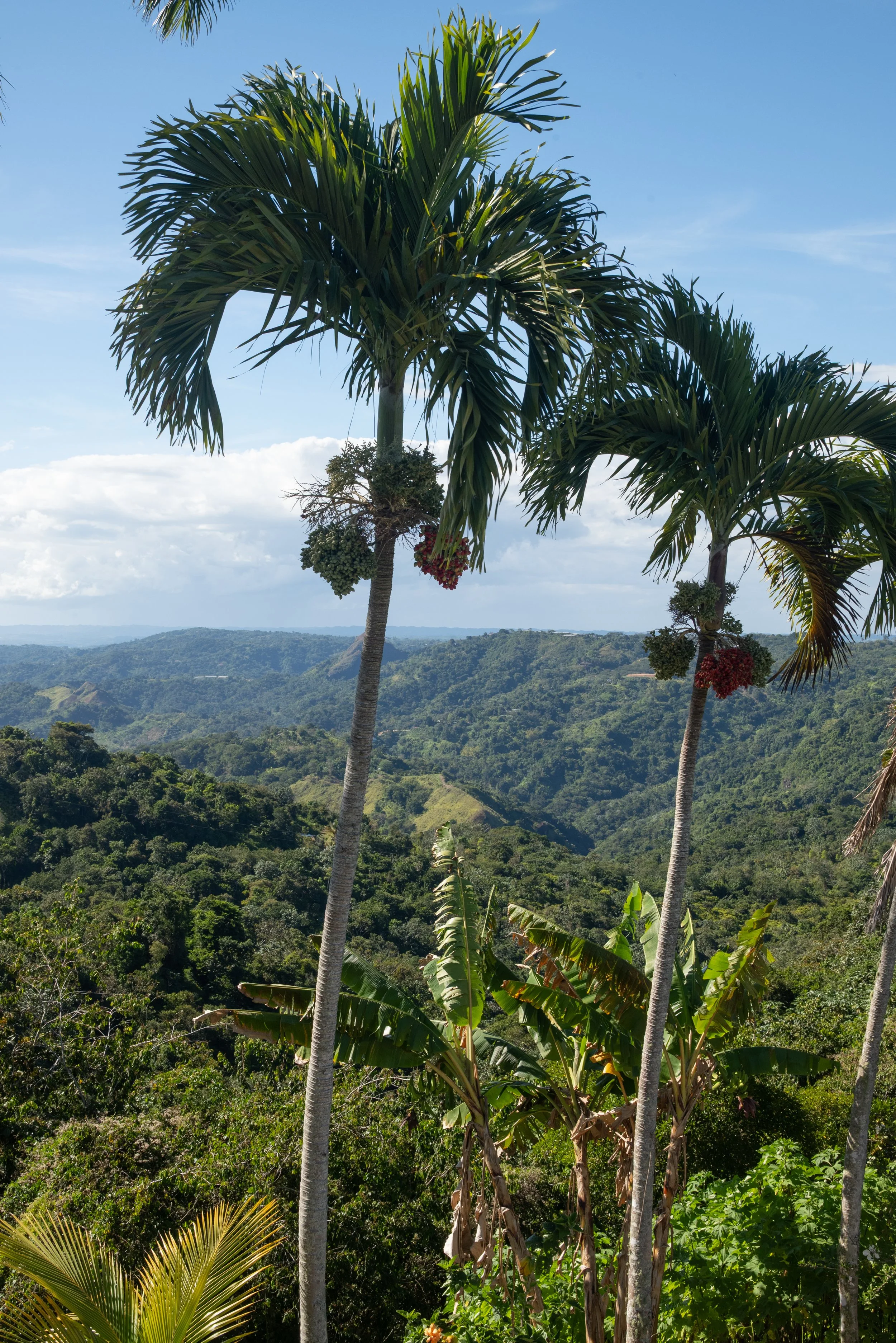 Sandra Farms Adjuntas PR 03192026 17A.jpg