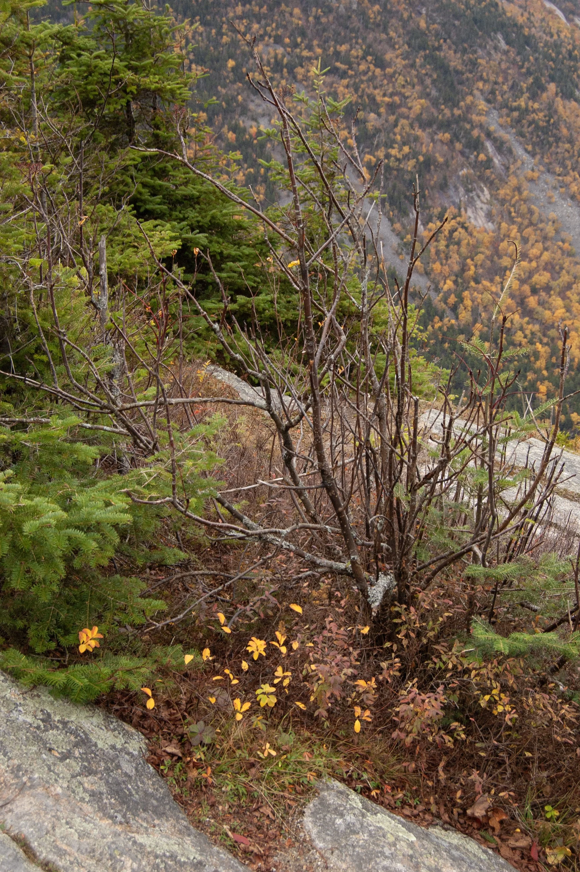Crawford Notch New Hampshire 10092014 01.jpg