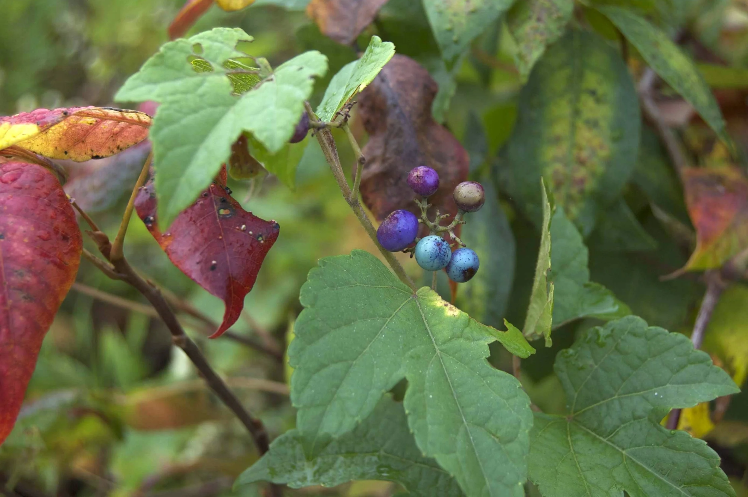Woods Hole 10042014 03A.jpg
