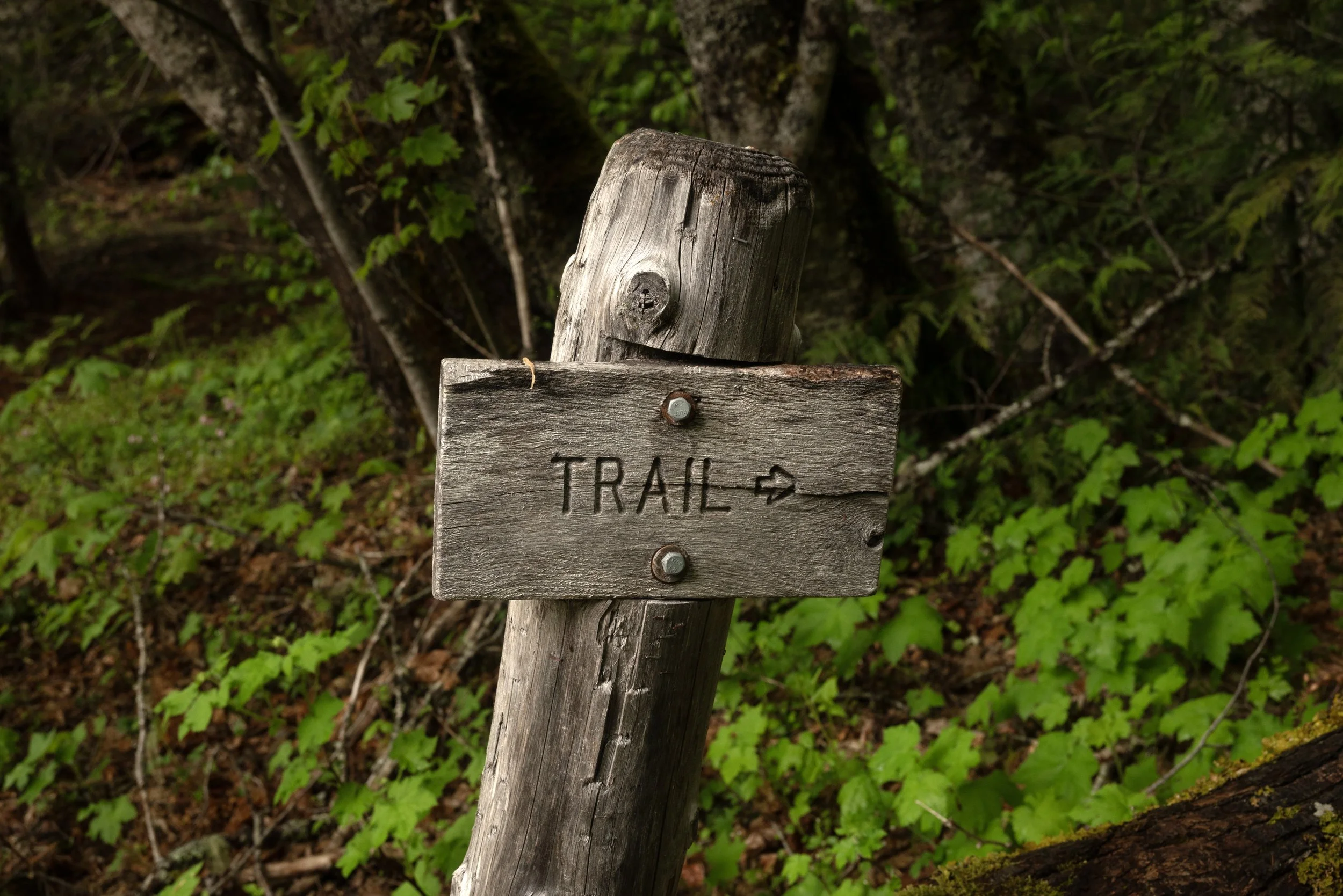 Sahalie & Koosah Fall 05222025 10.jpg