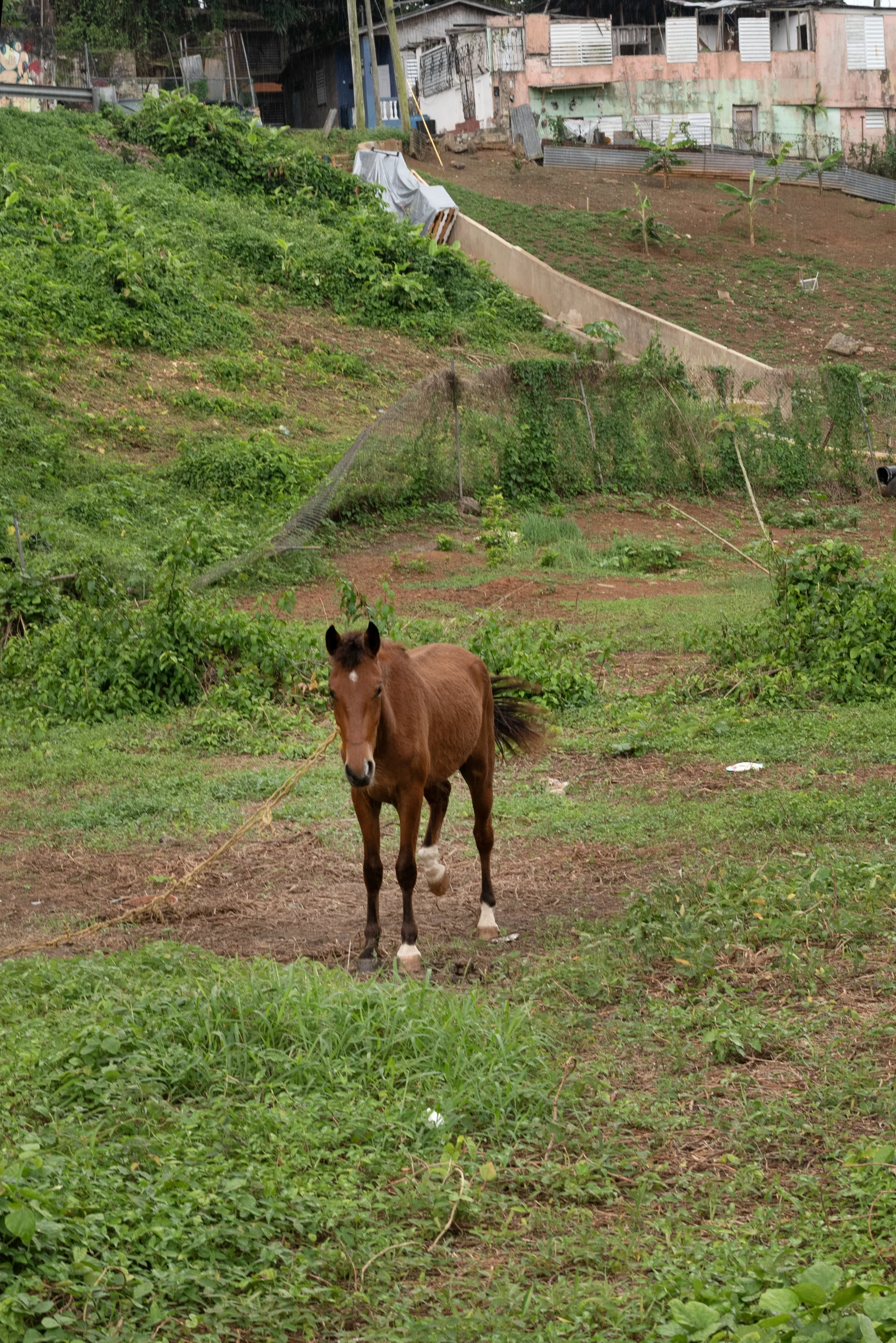 Mayagüez PR 03262026 42.jpg