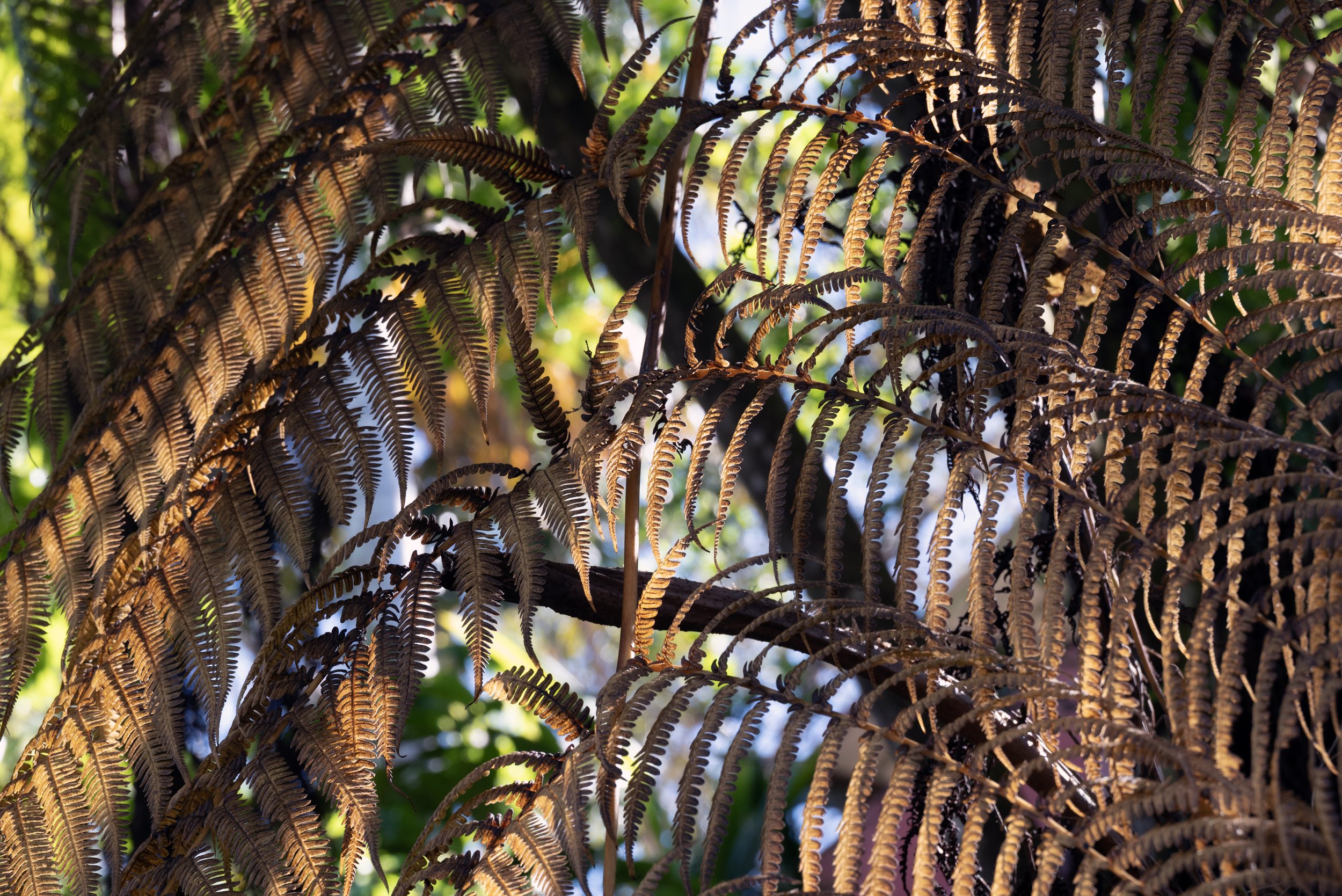 Sandra Farms Adjuntas PR 03192026 11.jpg