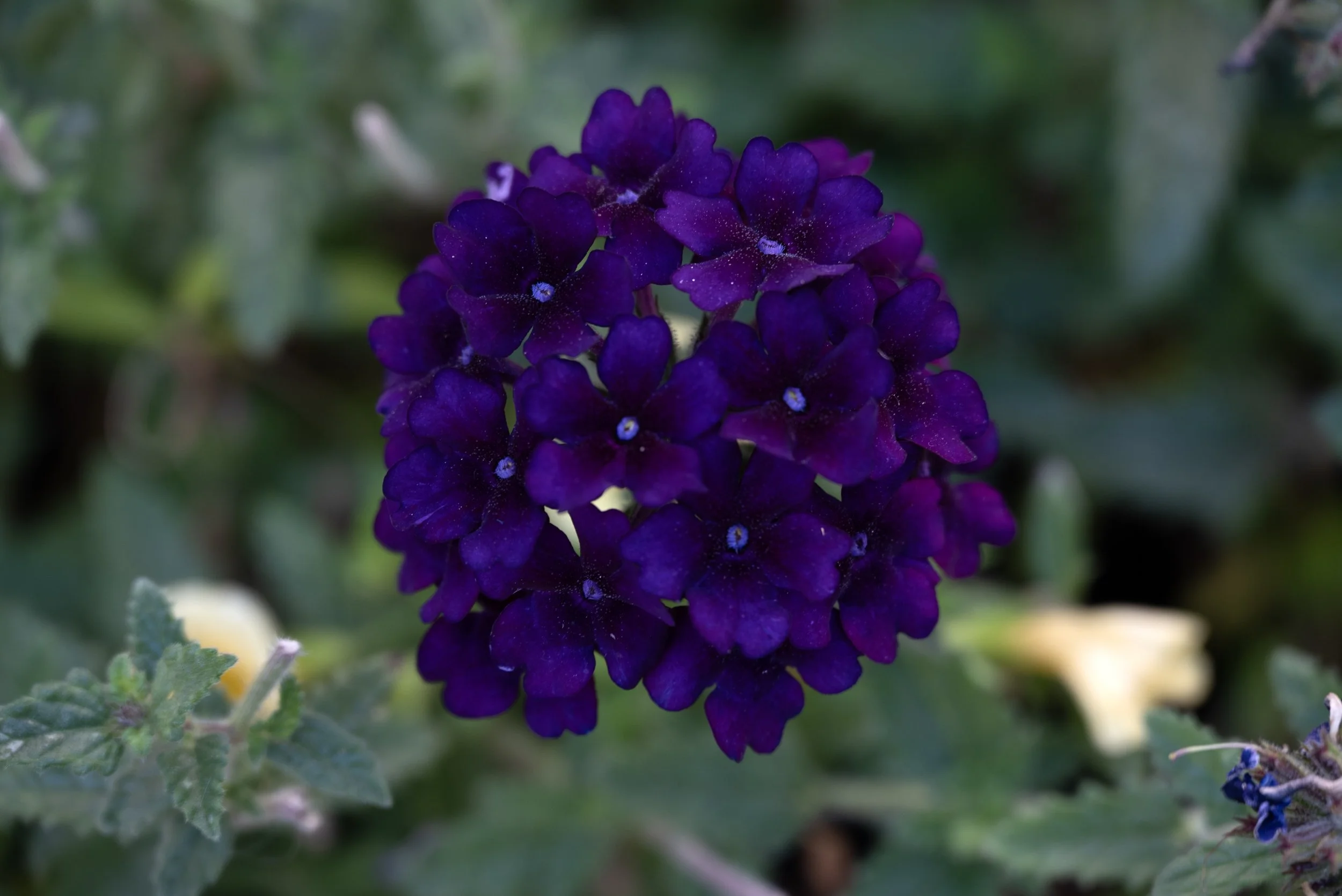 Montreal 09152025 02.jpg