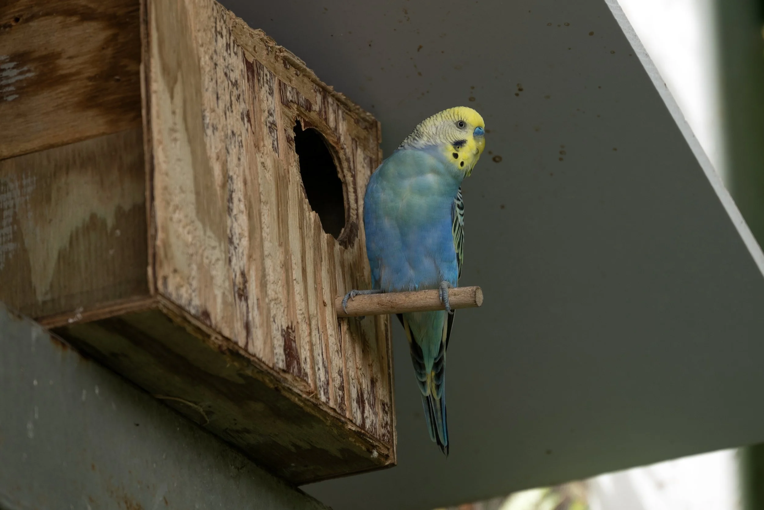 Ponce PR Don Q 03252026 04.jpg