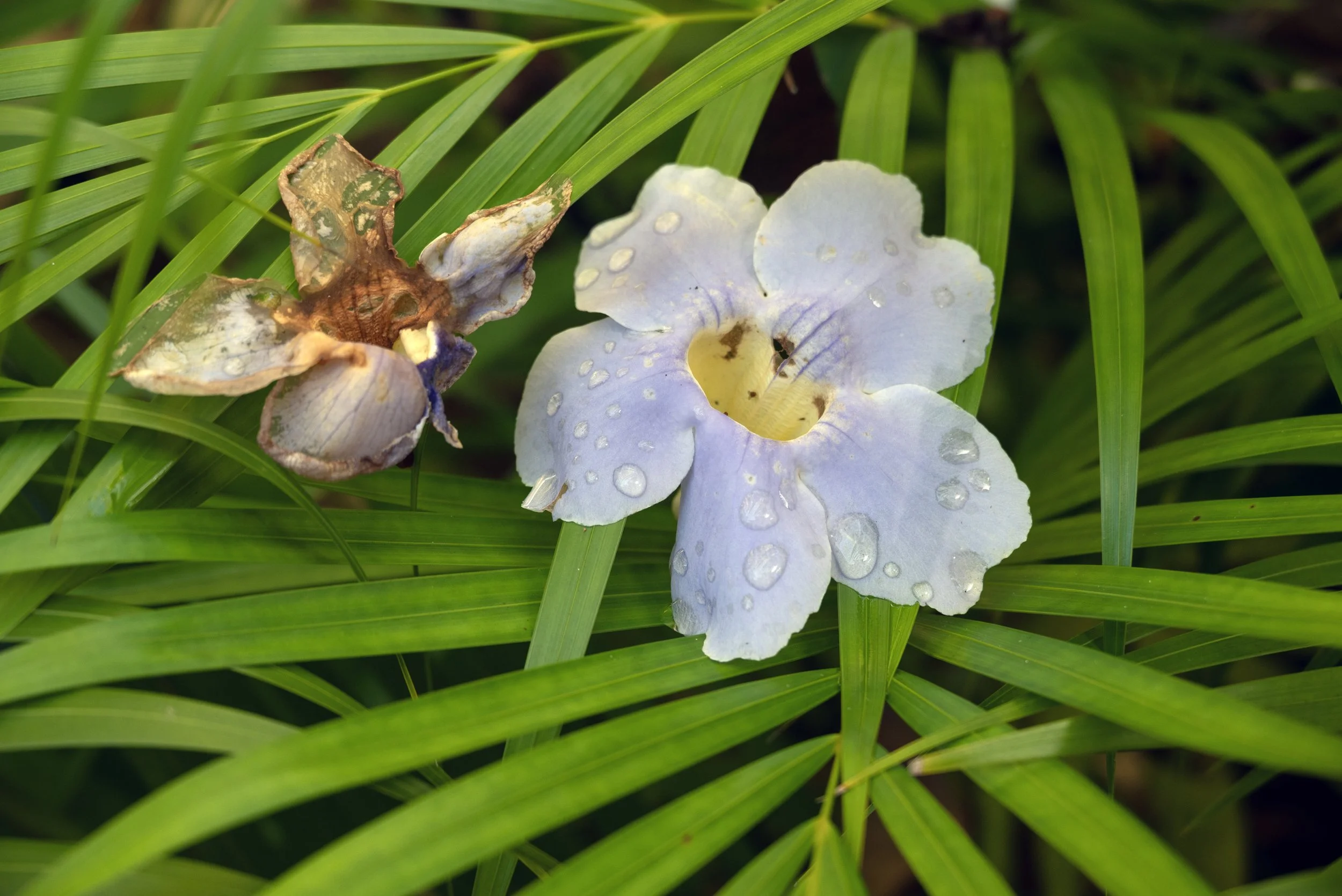 Rincon Flower 03192026 01B.jpg