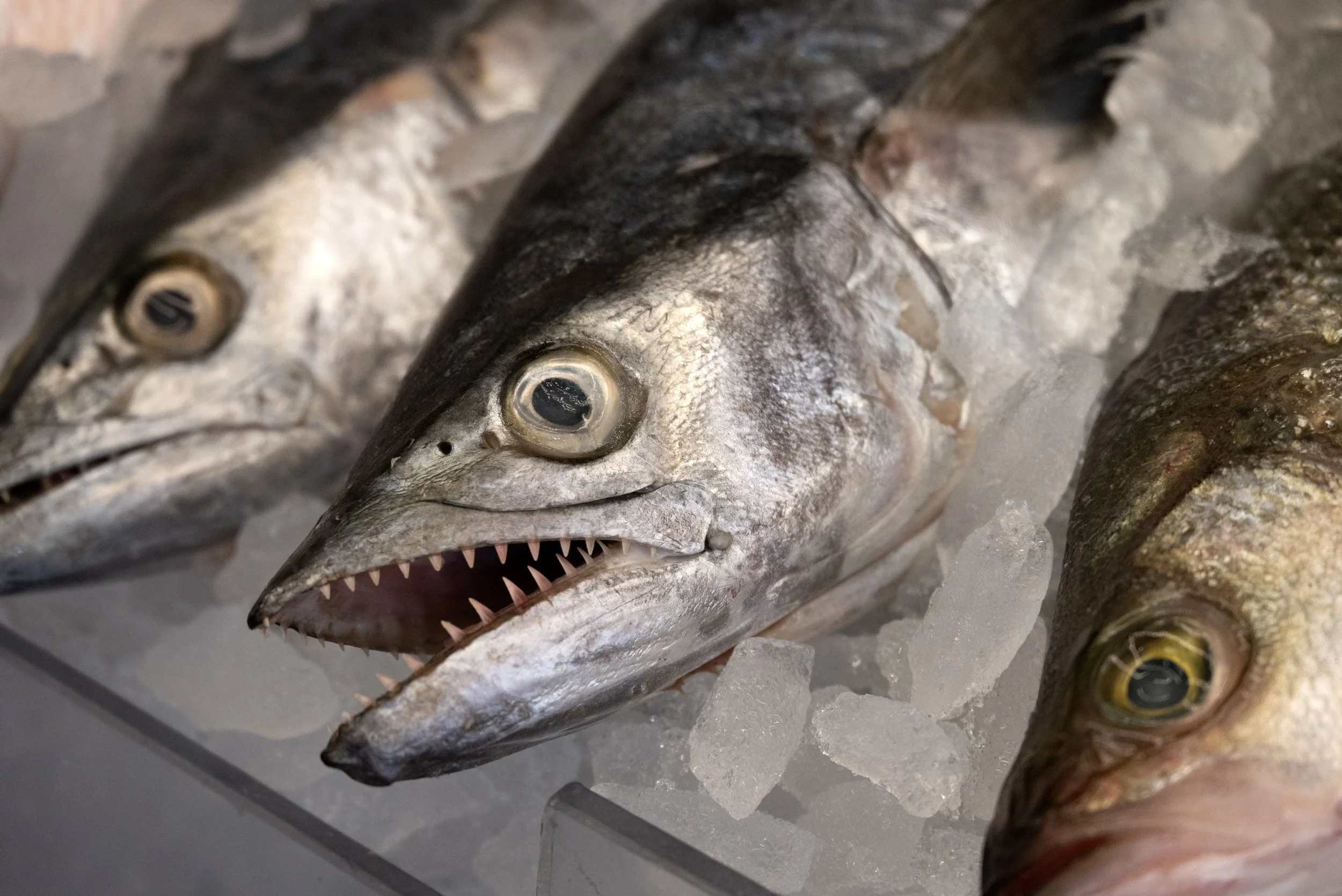 Montreal Market 09152025 06.jpg