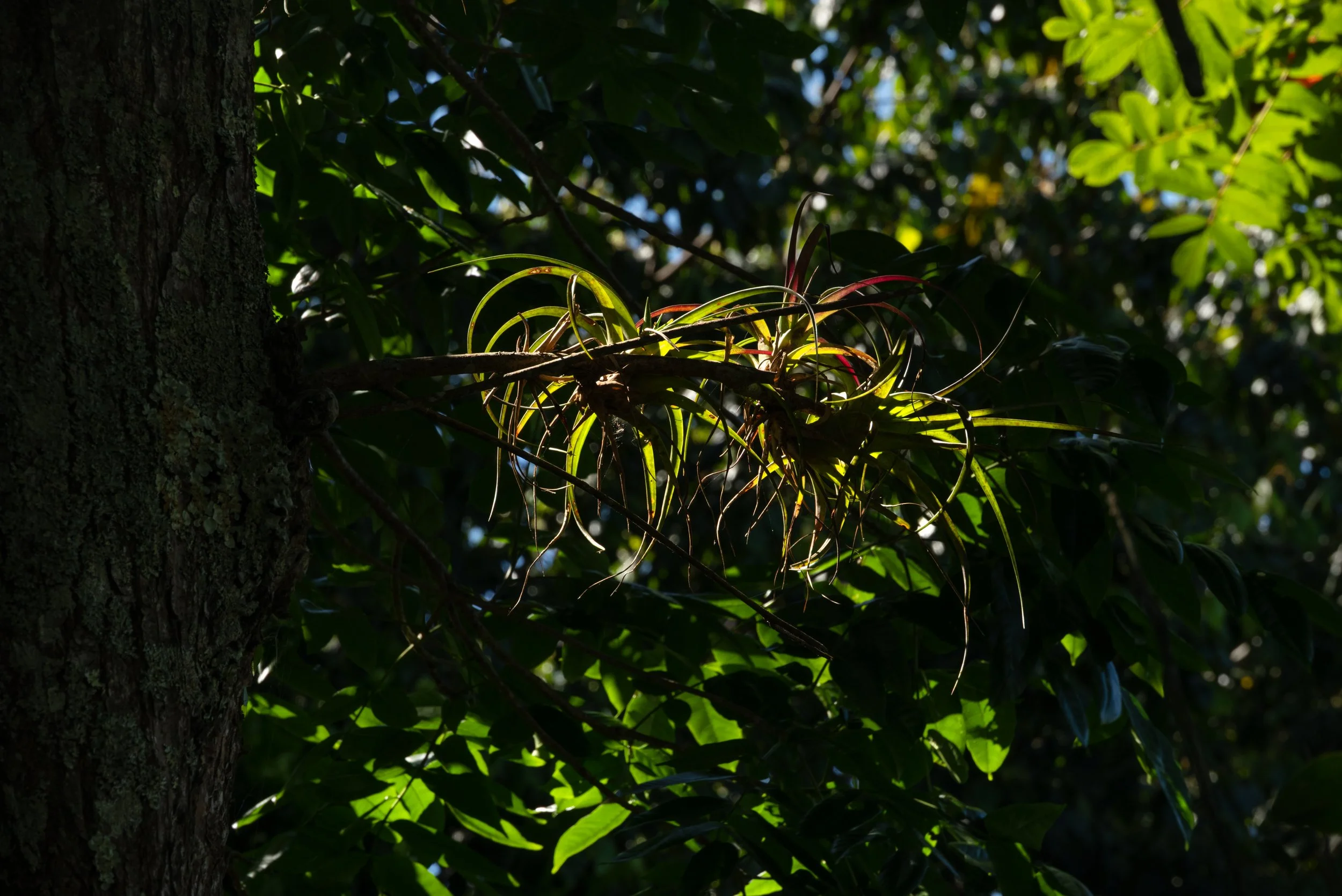 Sandra Farms Adjuntas PR 03192026 09A.jpg