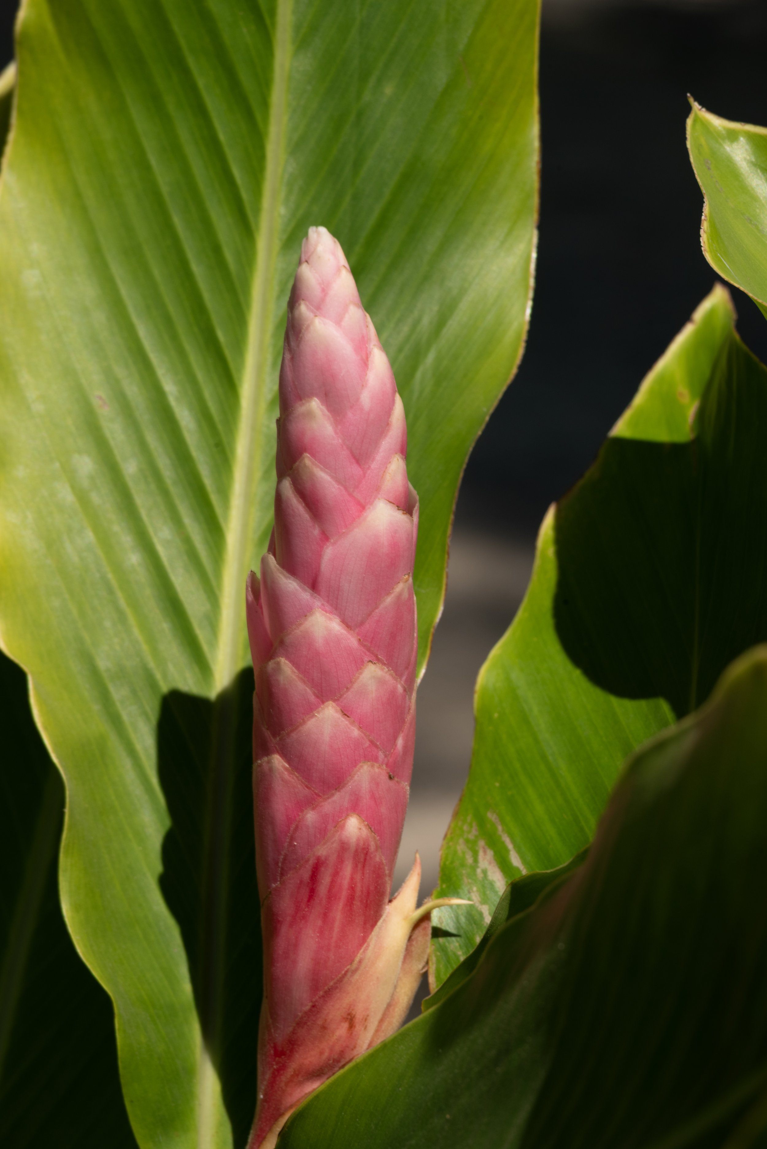 Sandra Farms Adjuntas PR 03192026 05A.jpg