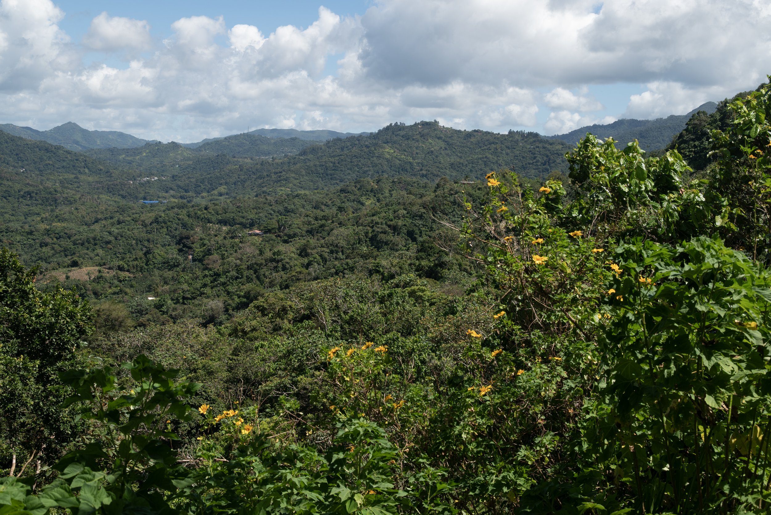 Sandra Farms Adjuntas PR 03192026 03.jpg
