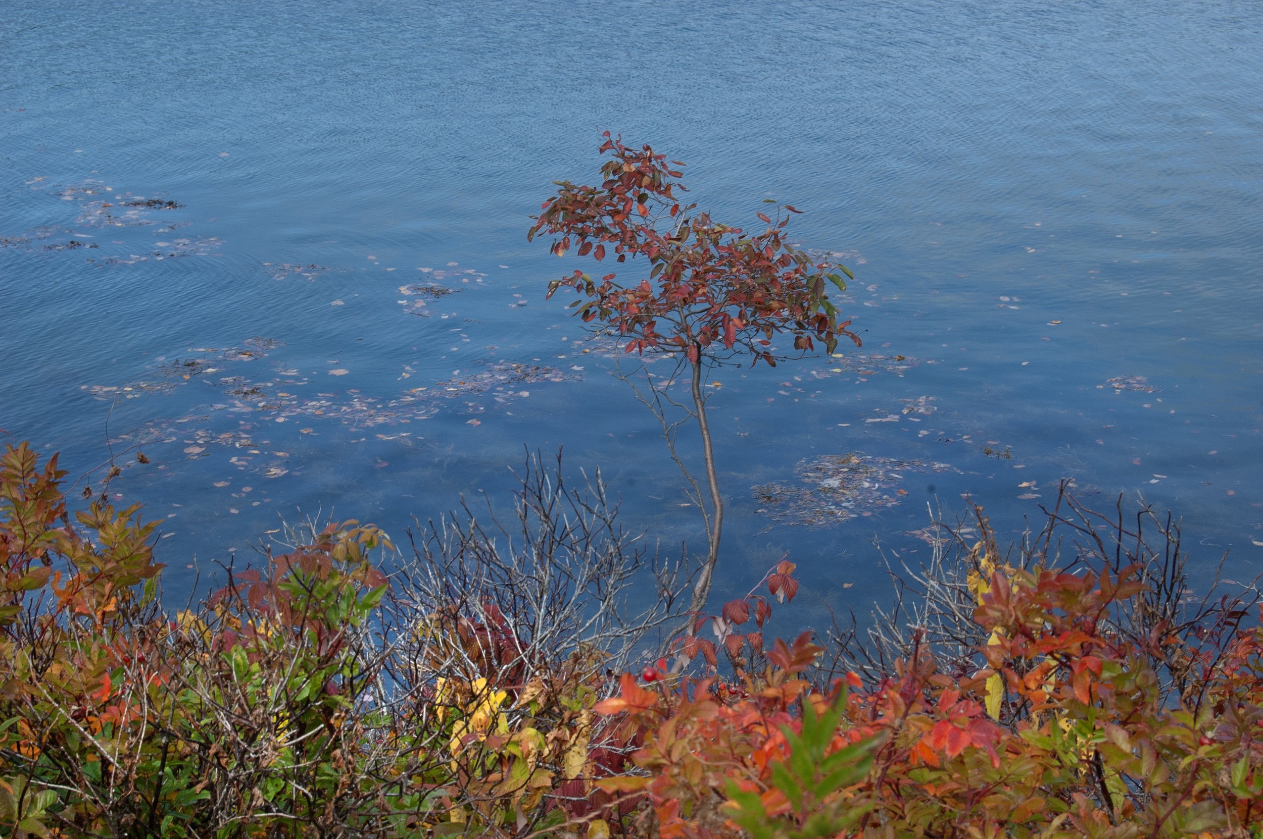 Acadia National Park 10072014 16.jpg