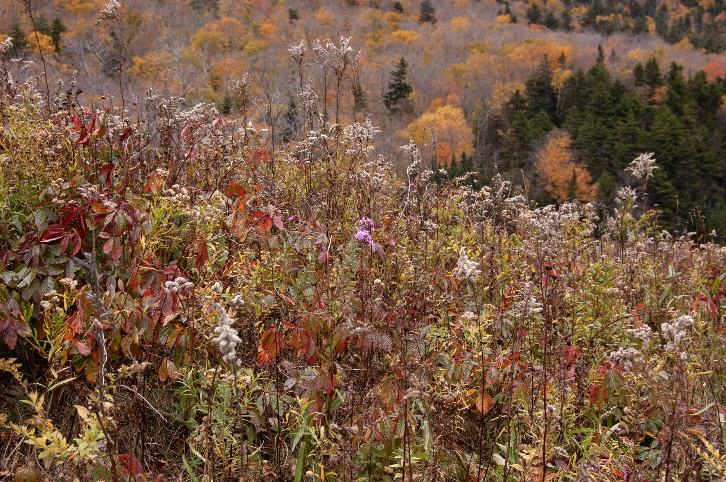 Crawford Notch New Hampshire 10092014 14.jpg
