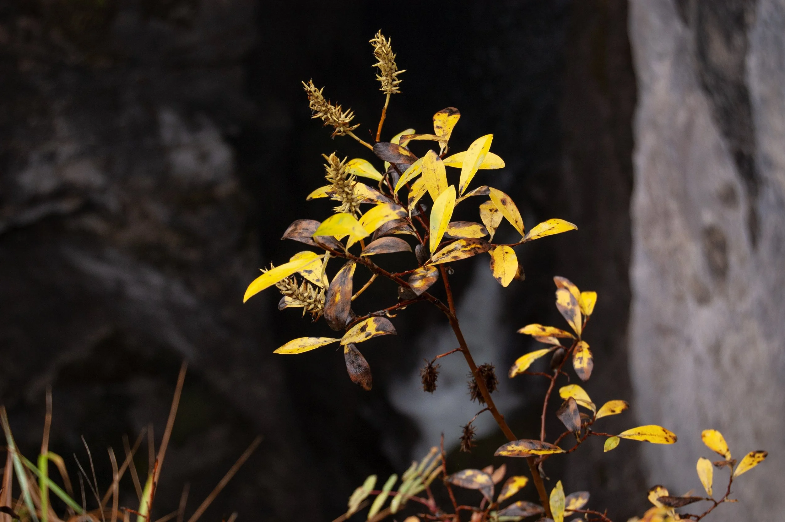 Jasper NTL Park Maligne Canyon 10022011 02B.jpg
