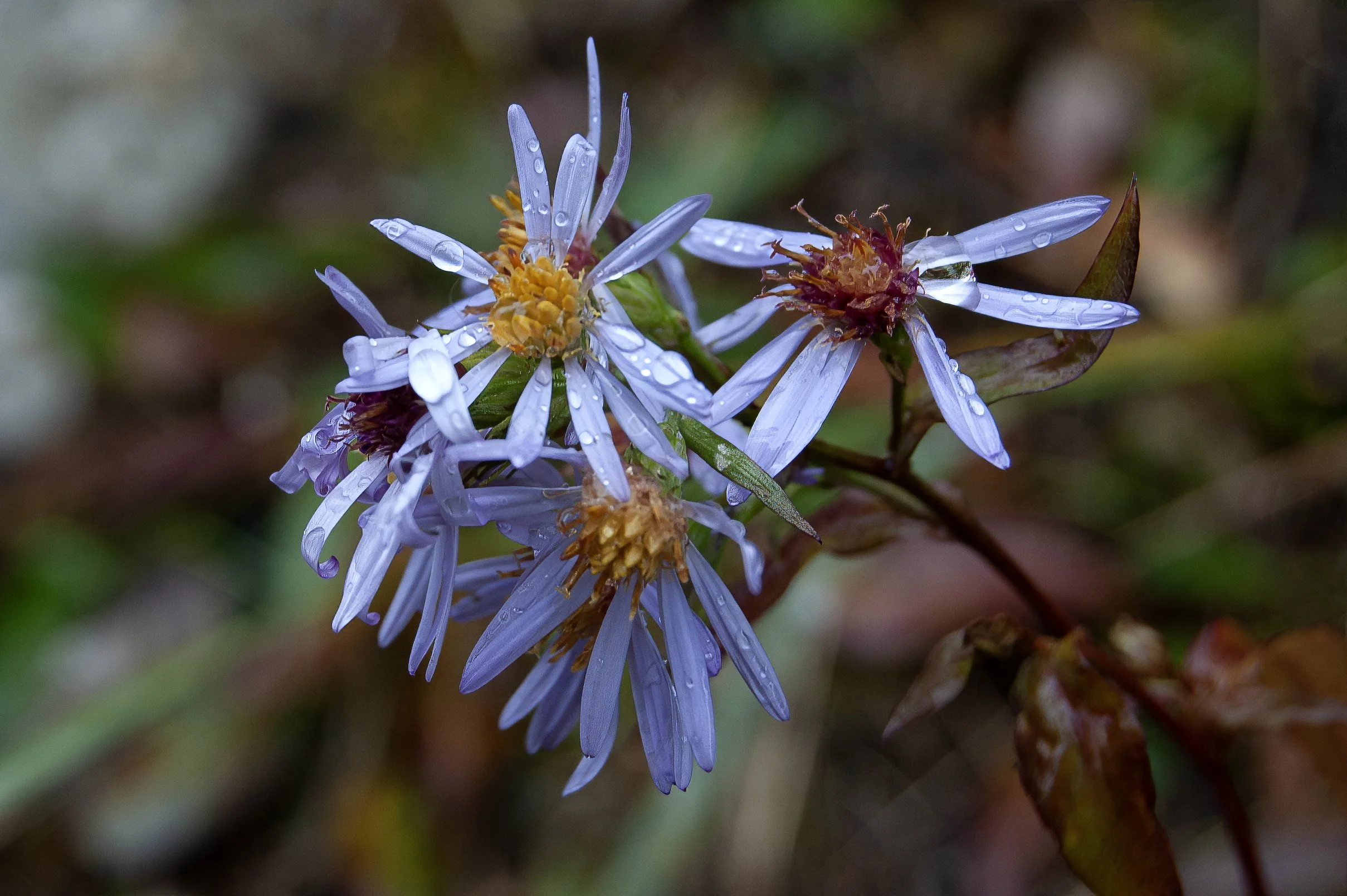 Lake Louise 10042011 02.jpg