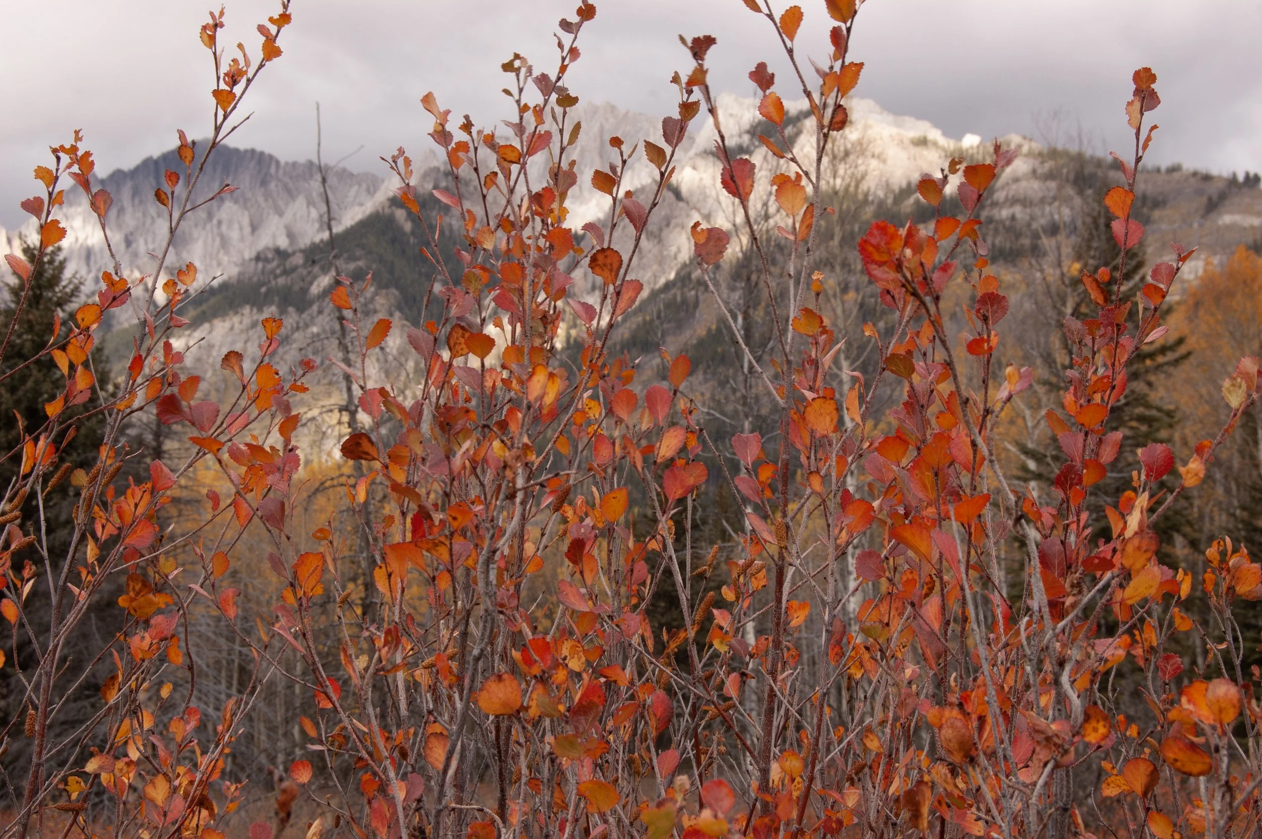 Lake Louise 10042011 09.jpg