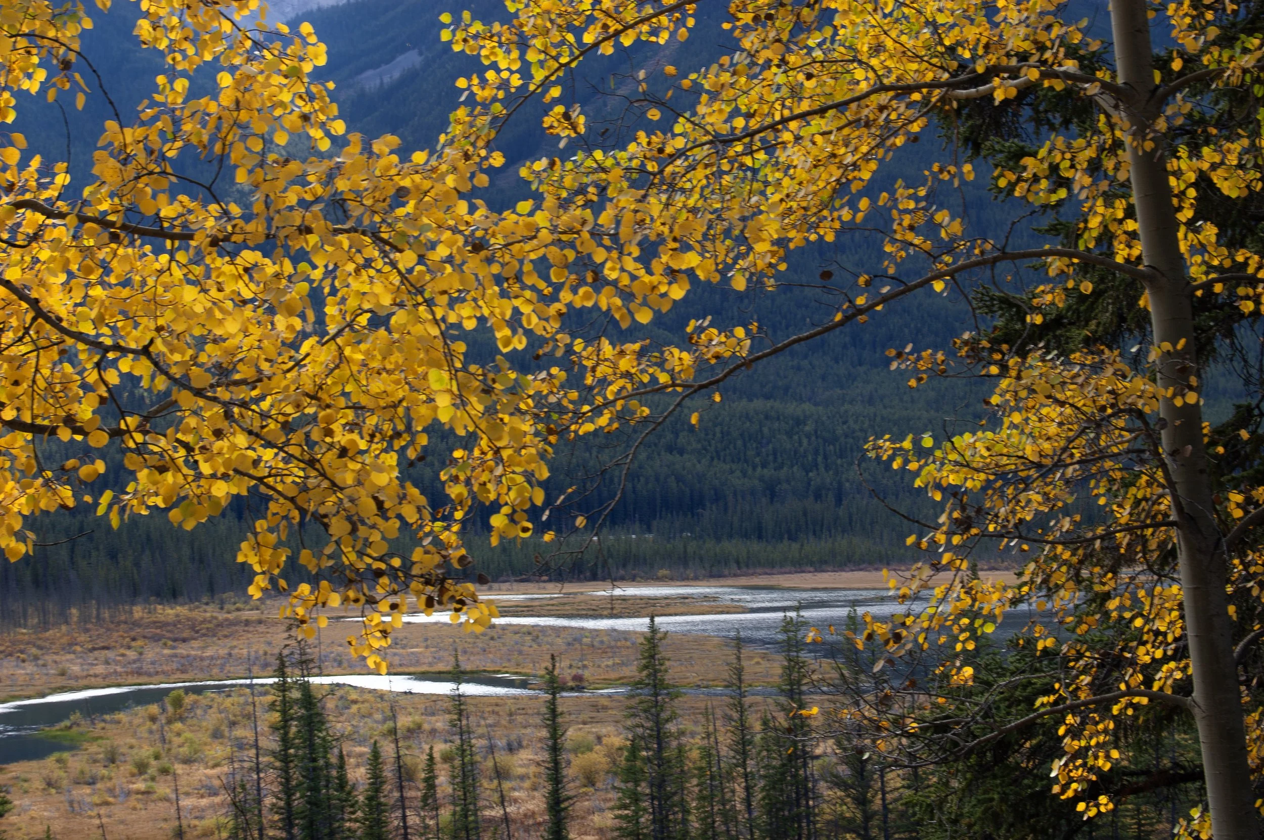 Canadian Rockies 10042011 04.jpg