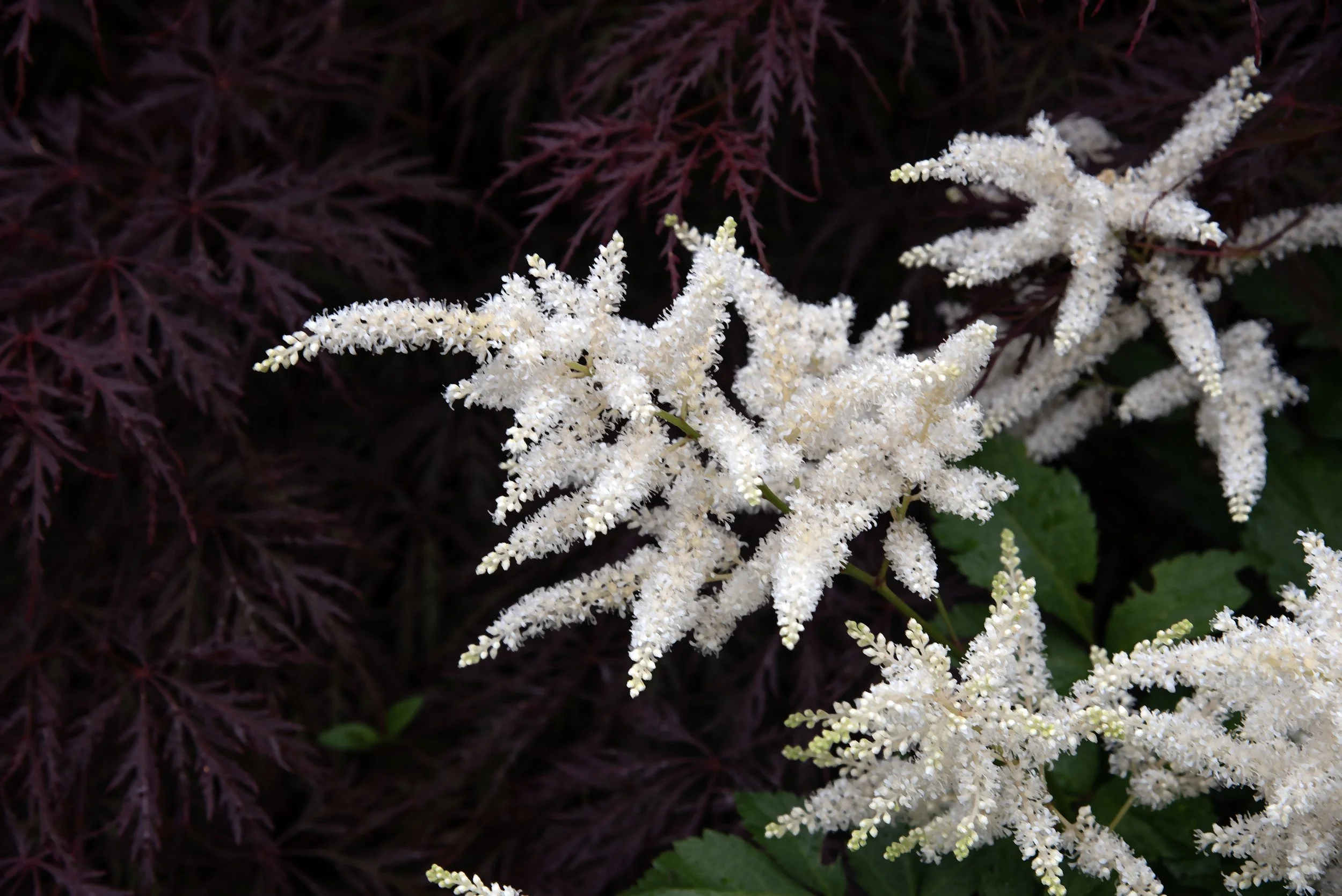 Garmisch Flowers 06152024 03.jpg