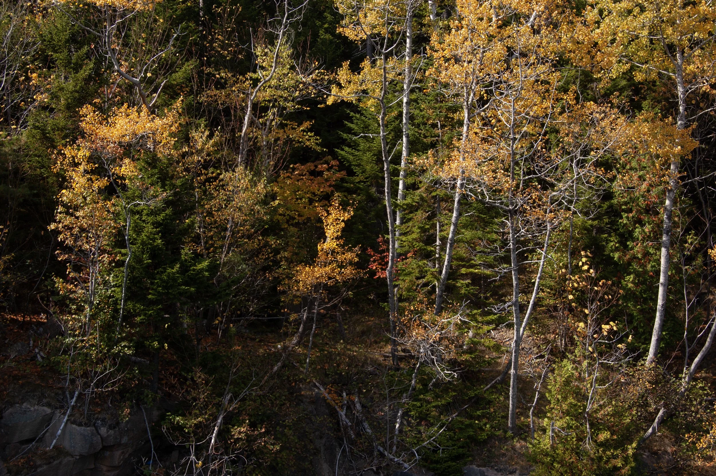 Acadia National Park 10072014 19.jpg