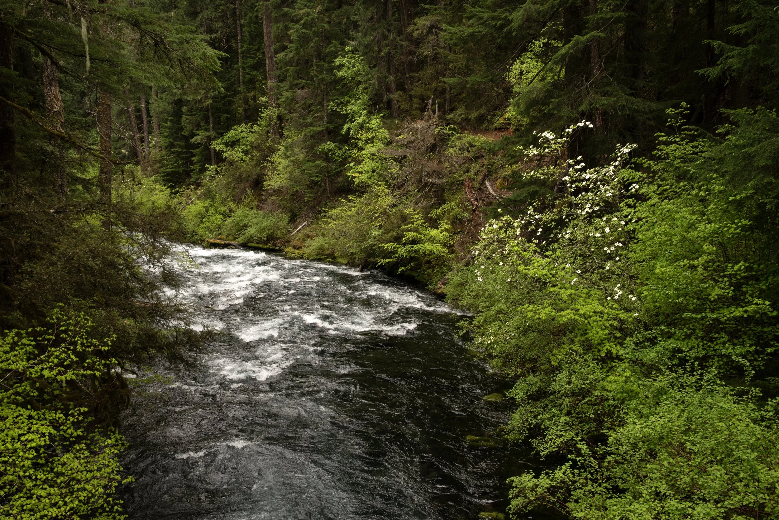 Sahalie & Koosah Fall 05222025 24.jpg