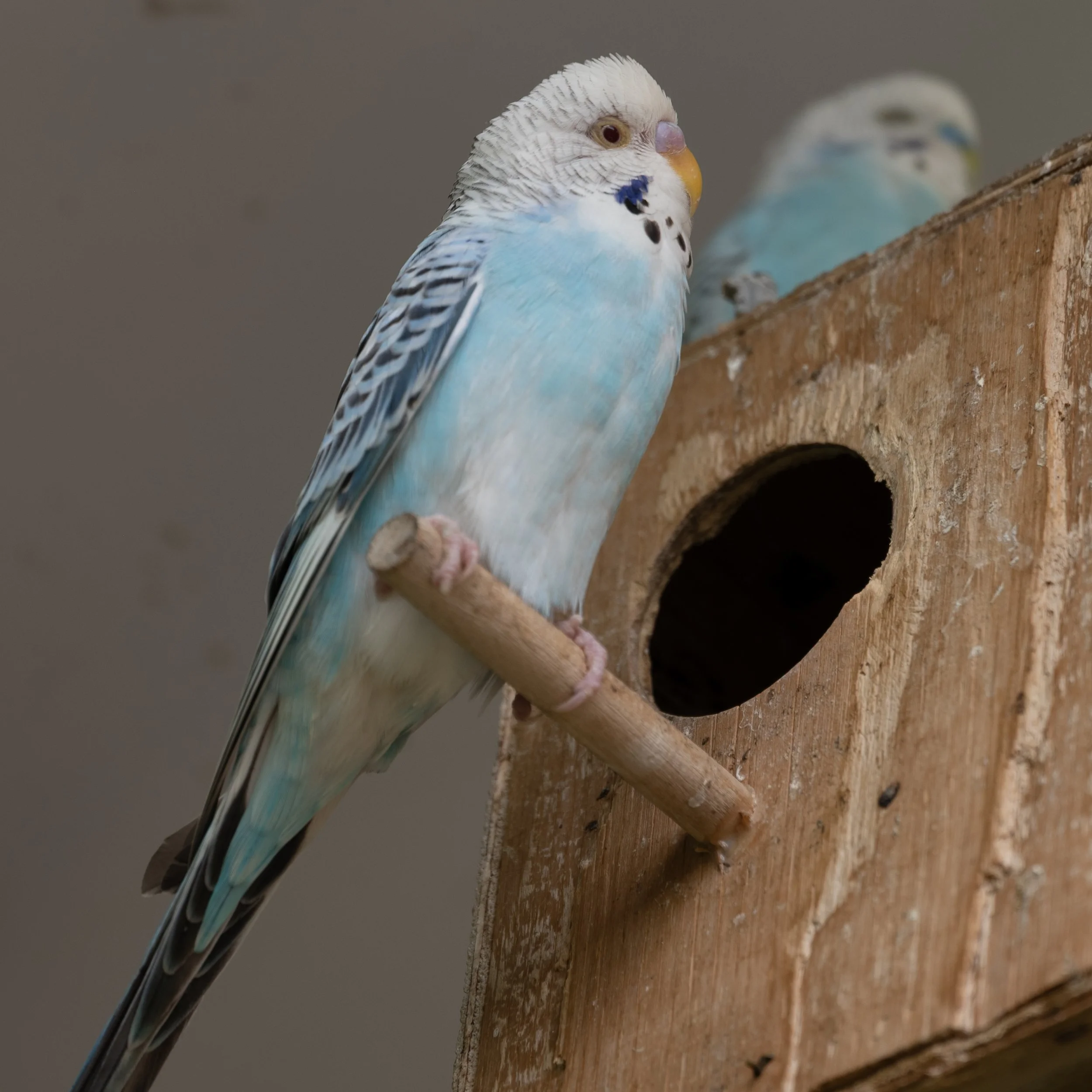 Ponce PR Don Q 03252026 05.jpg