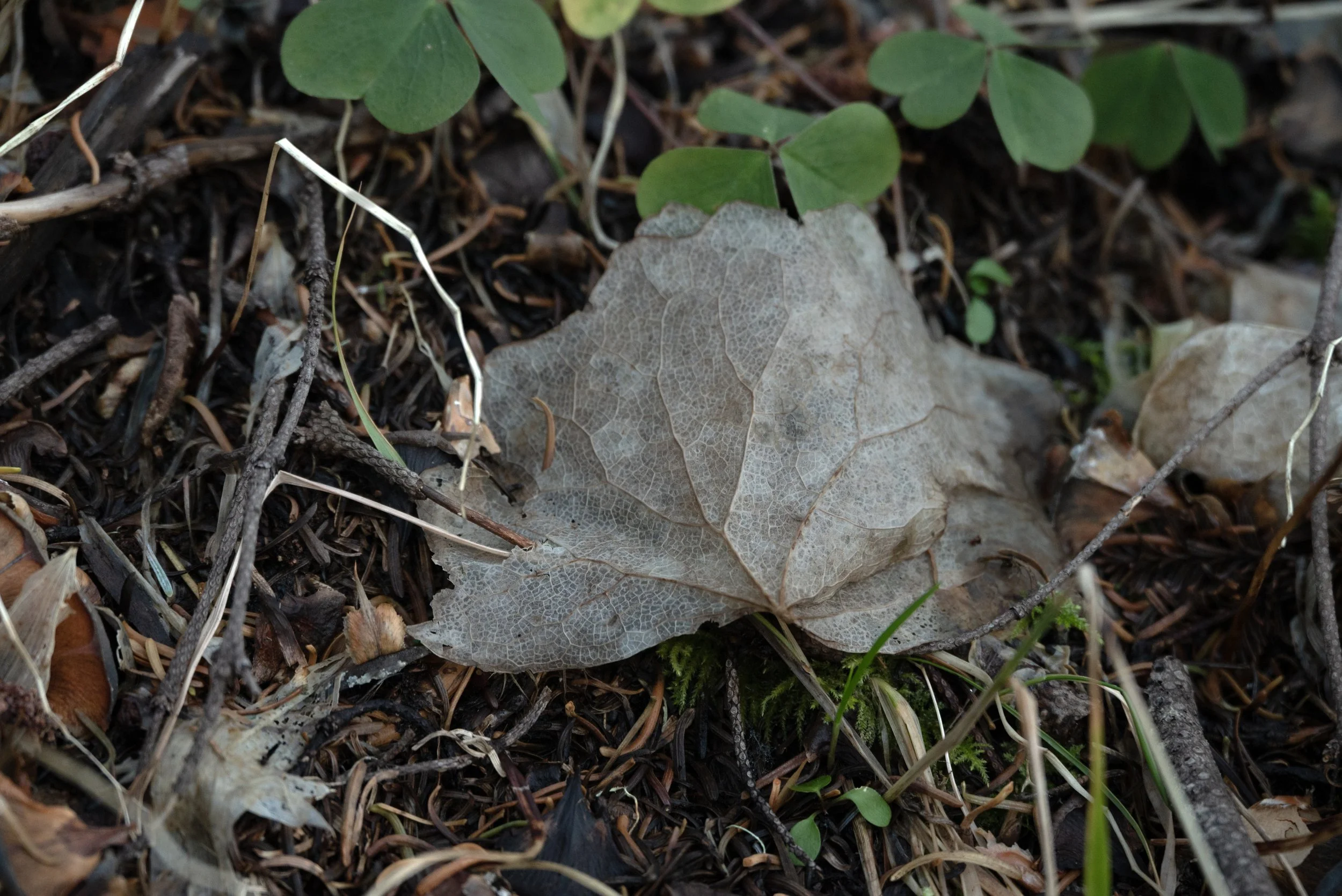 Mary's Peak 11212025 18A.jpg
