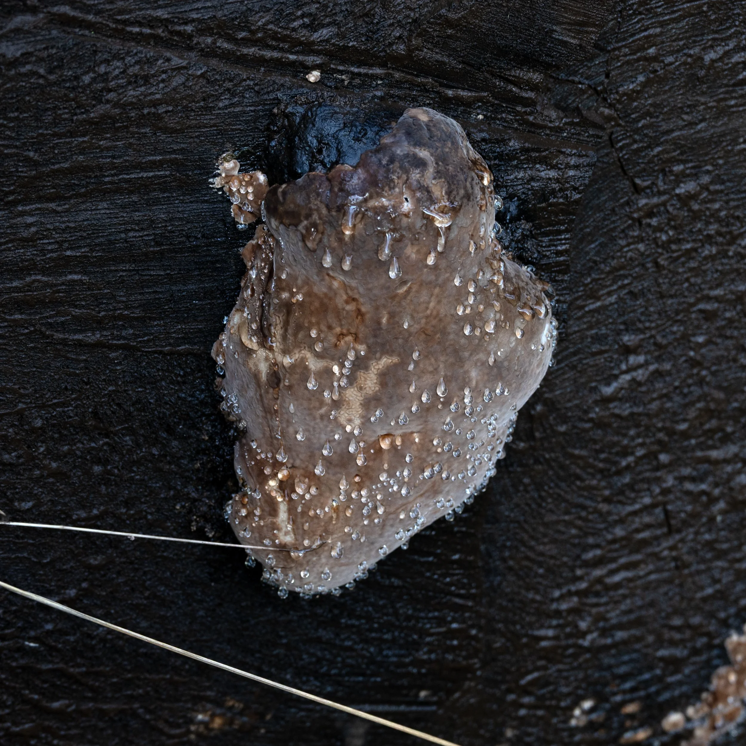 Mary's Peak 11212025 08.jpg