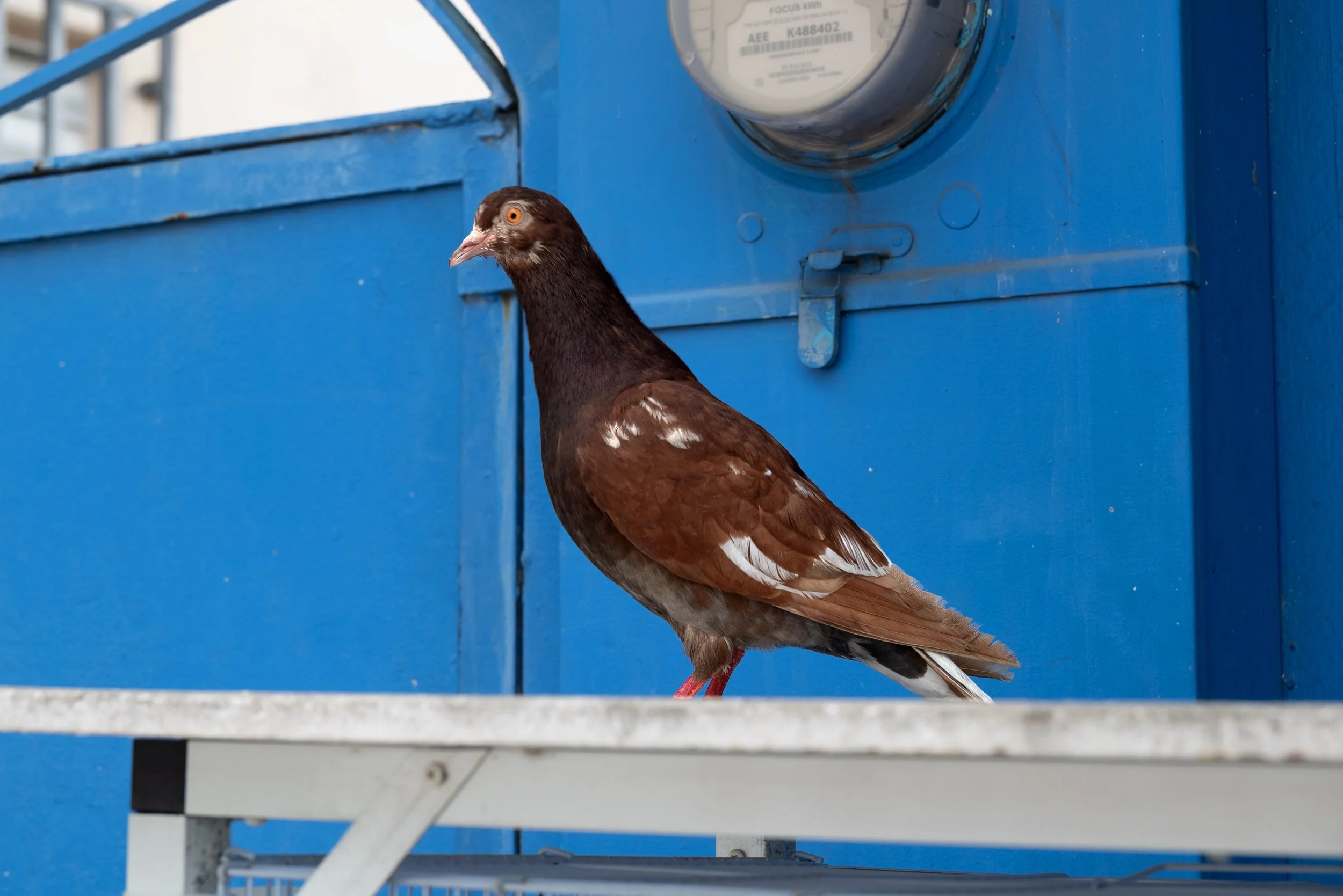 Mayagüez PR 03262026 28.jpg