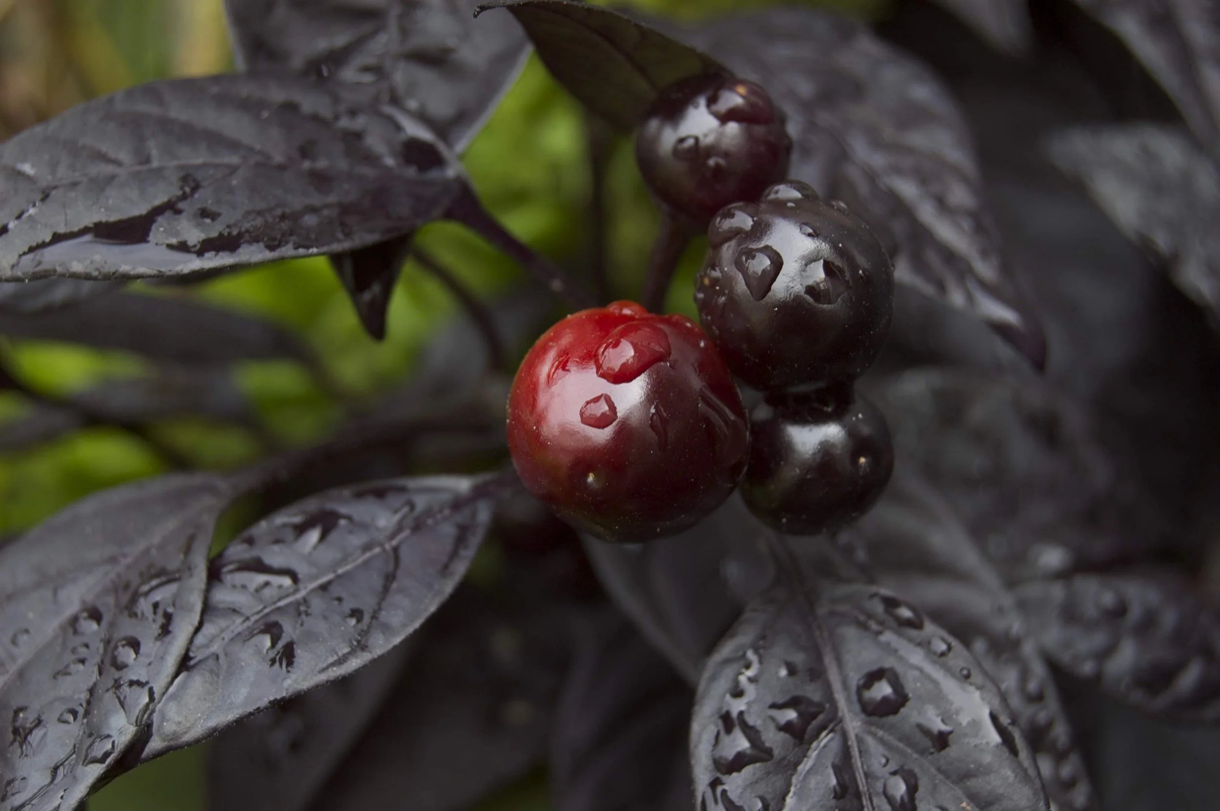 Woods Hole 10042014 06.jpg