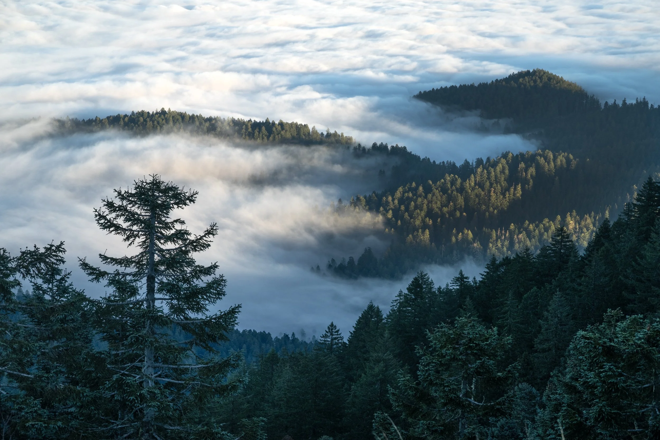 Mary's Peak 11212025 03.jpg