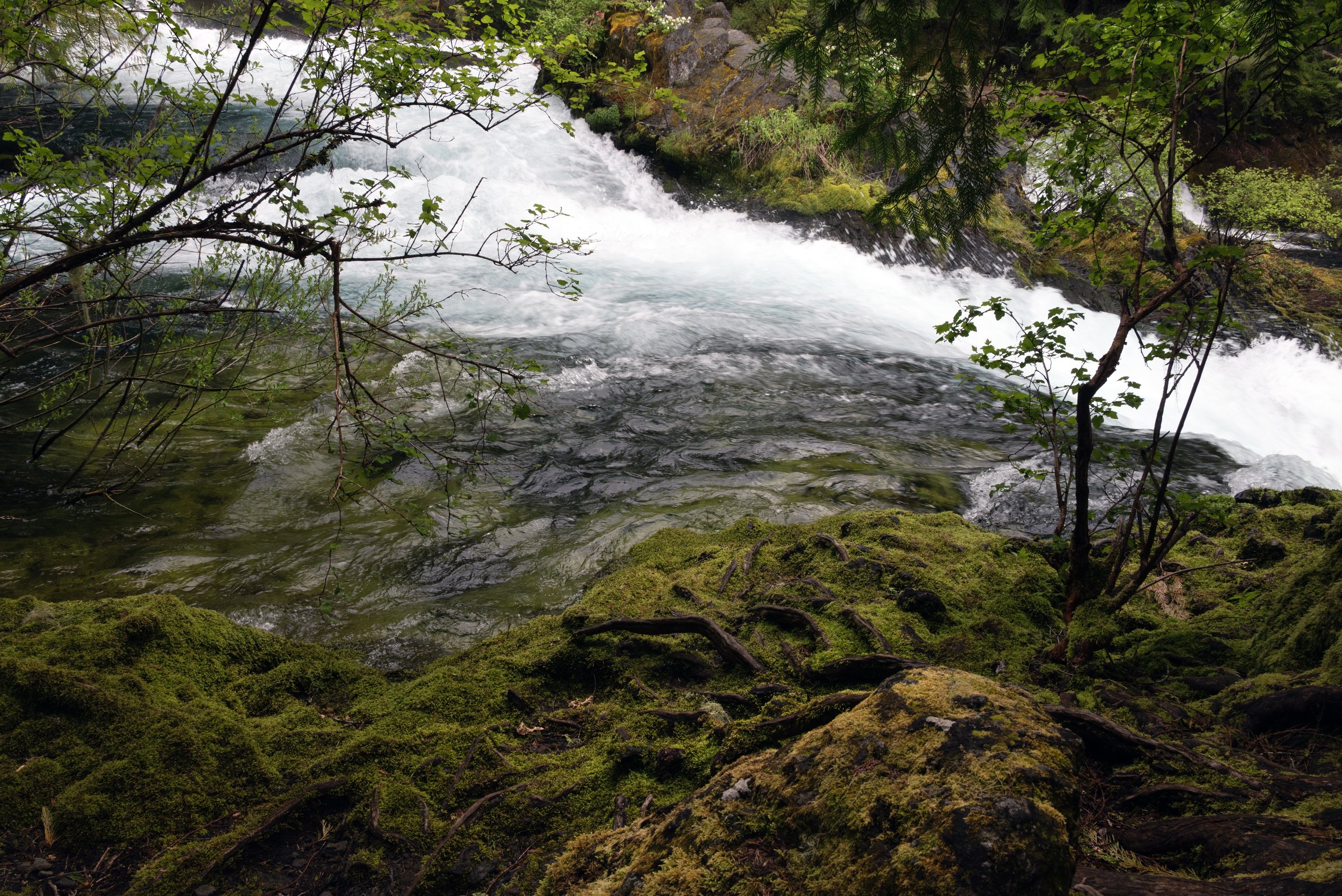 Sahalie & Koosah Fall 05222025 26.jpg
