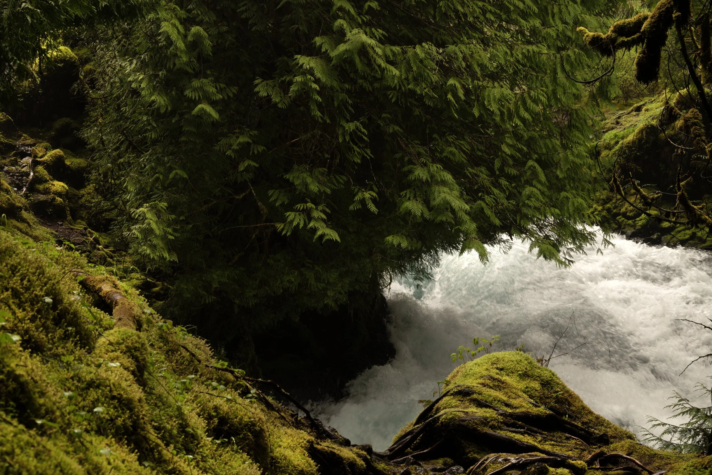 Sahalie & Koosah Fall 05222025 22.jpg