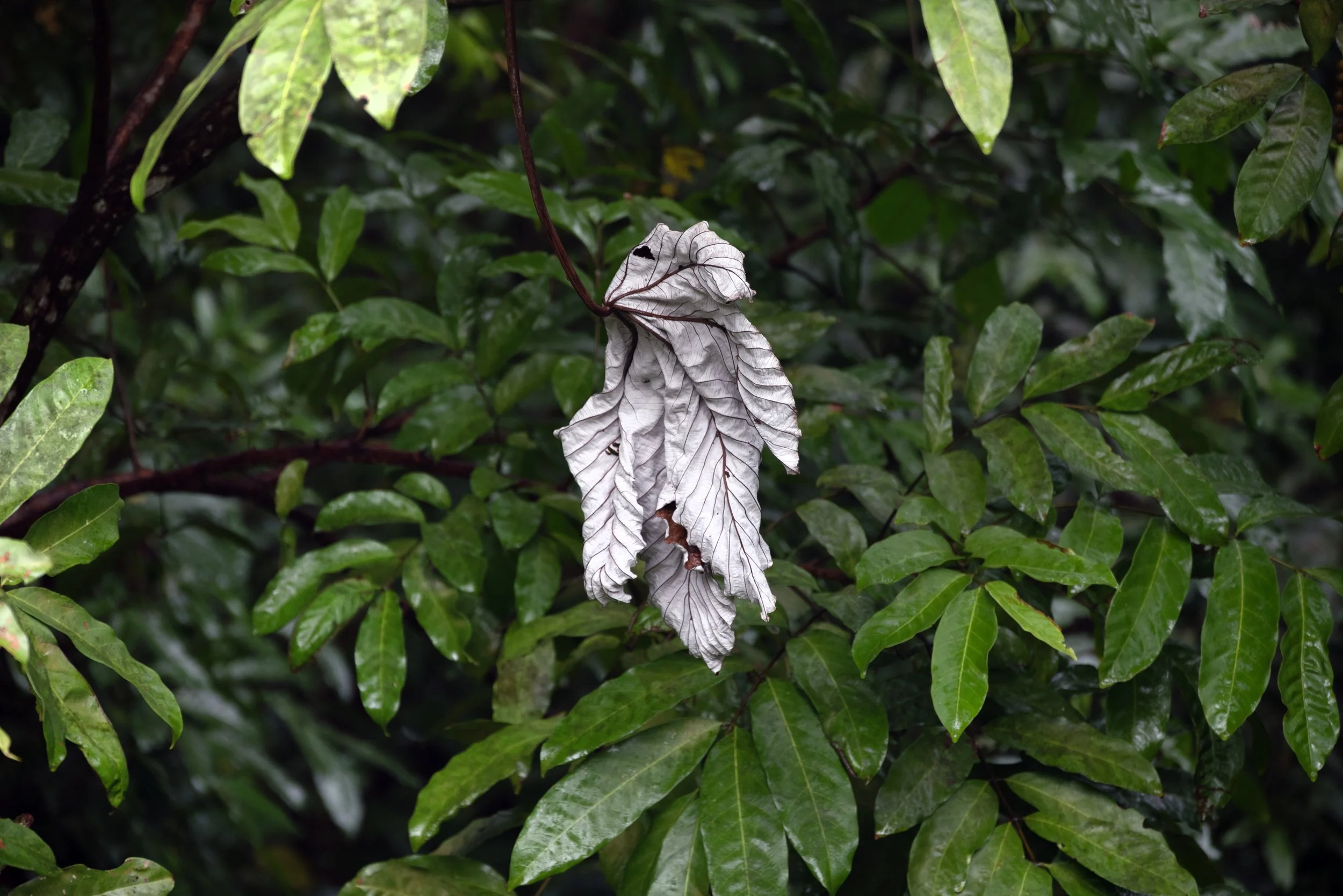 El Yunque PR 03222026 04.jpg