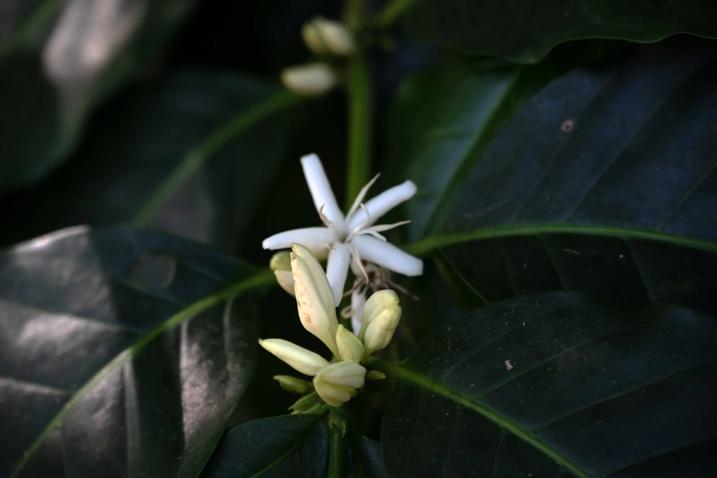 Sandra Farms Adjuntas PR 03192026 07C.jpg