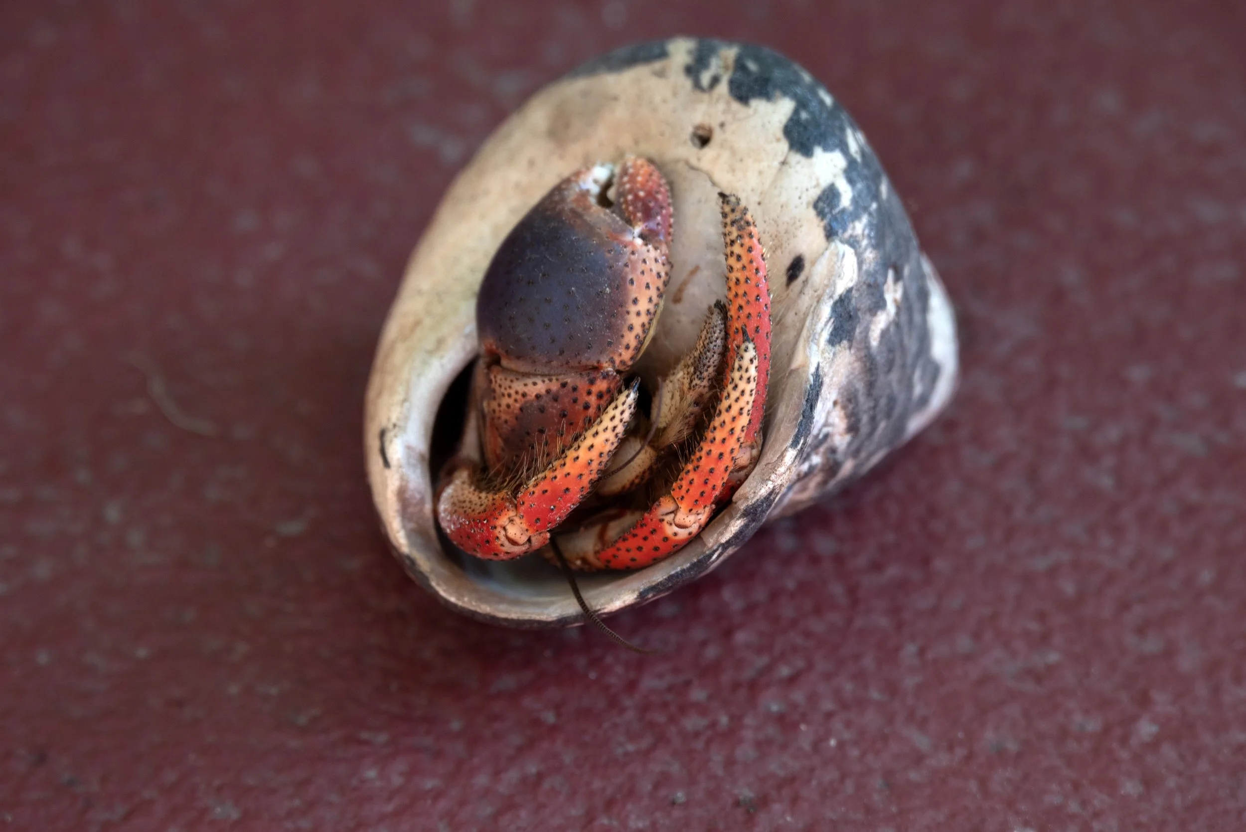 Rincon PR 03202026 02.jpg