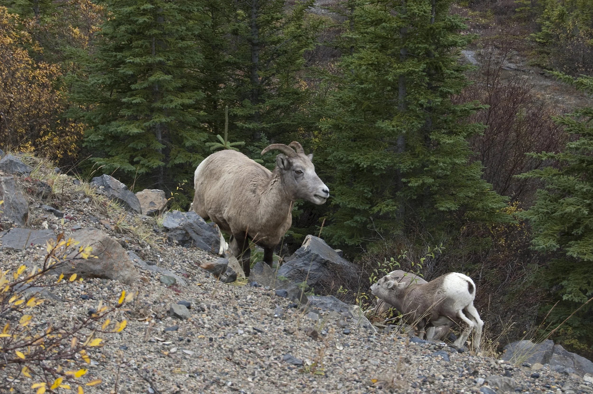 bighorn sheep.jpg