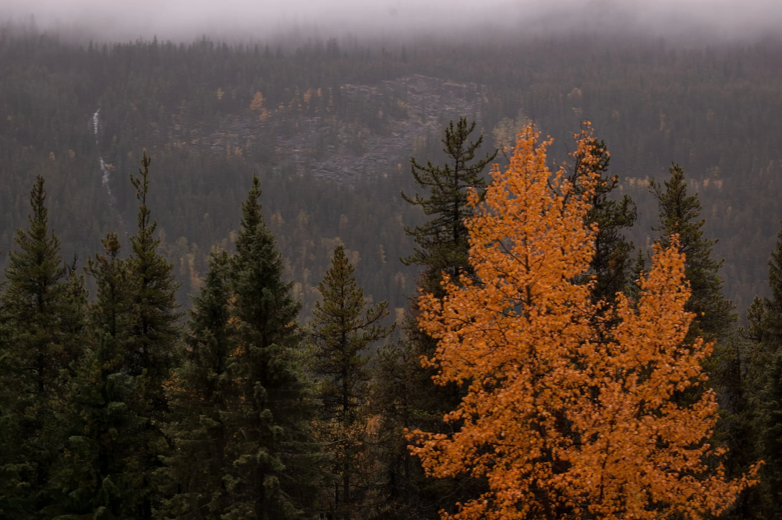 Train from Kamloops to Jasper 10012011 08.jpg