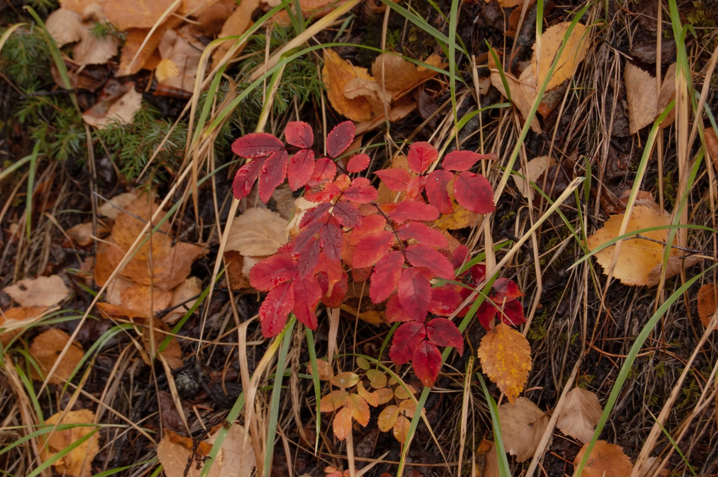 Jasper NTL Park Maligne Canyon 10022011 10.jpg