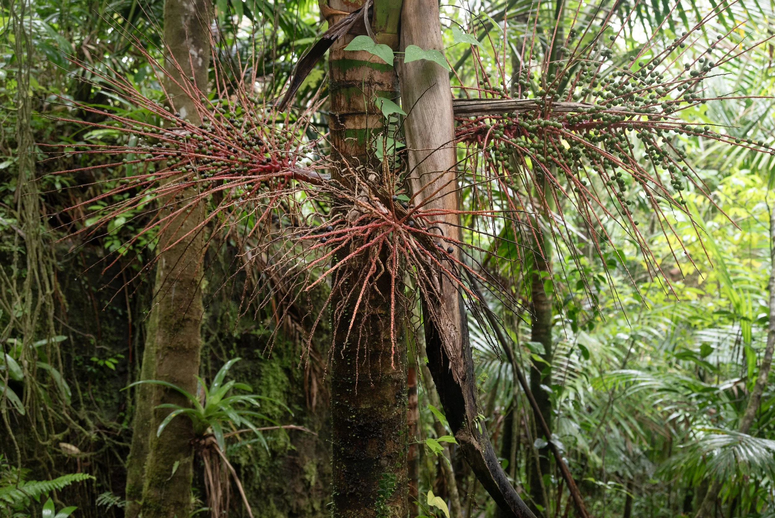 El Yunque PR 03222026 15.jpg
