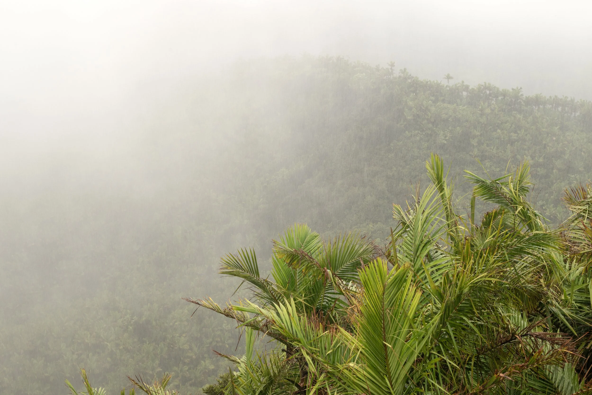 El Yunque PR 03222026 24.jpg