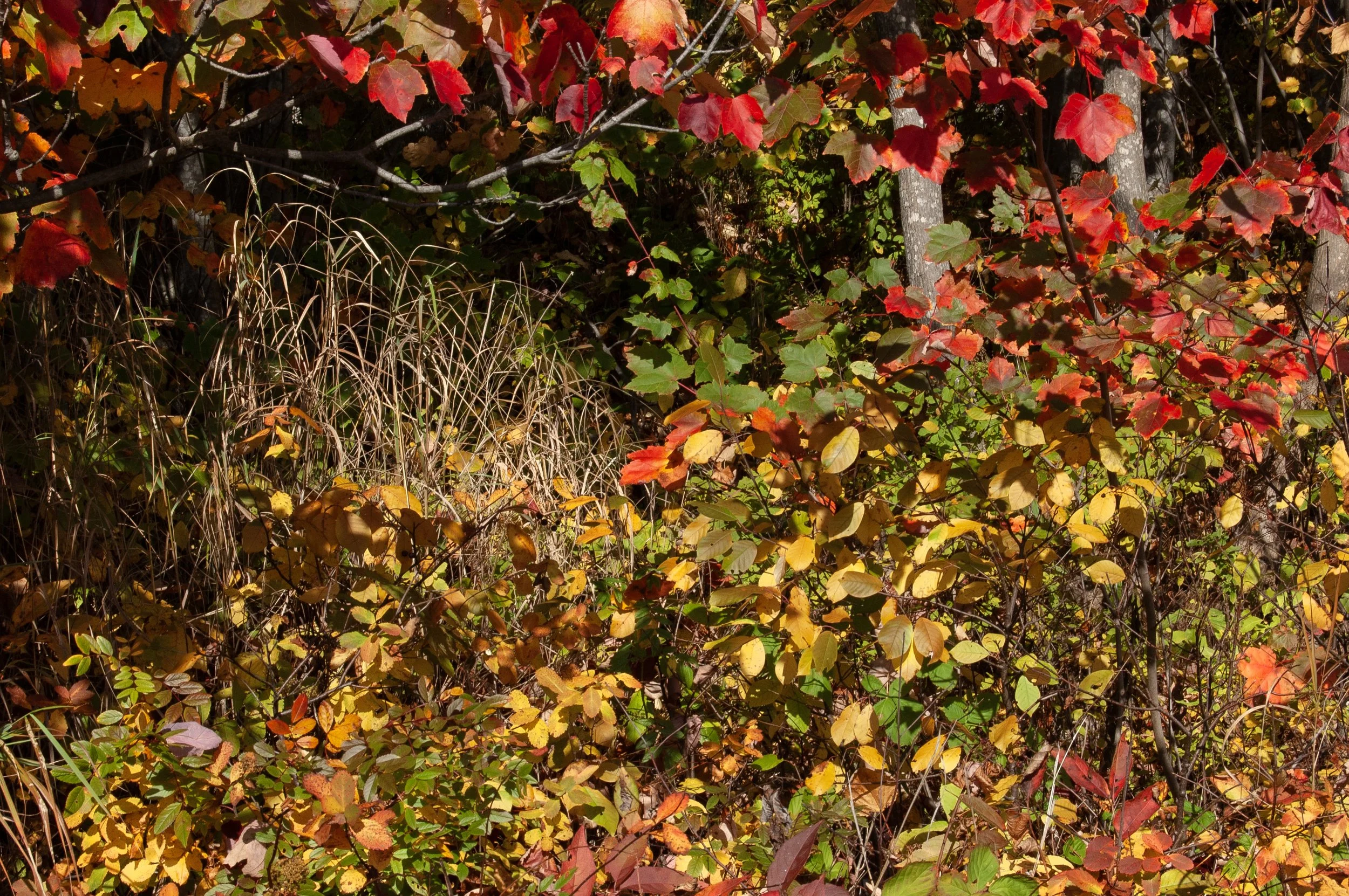 Acadia National Park 10072014 09B.jpg