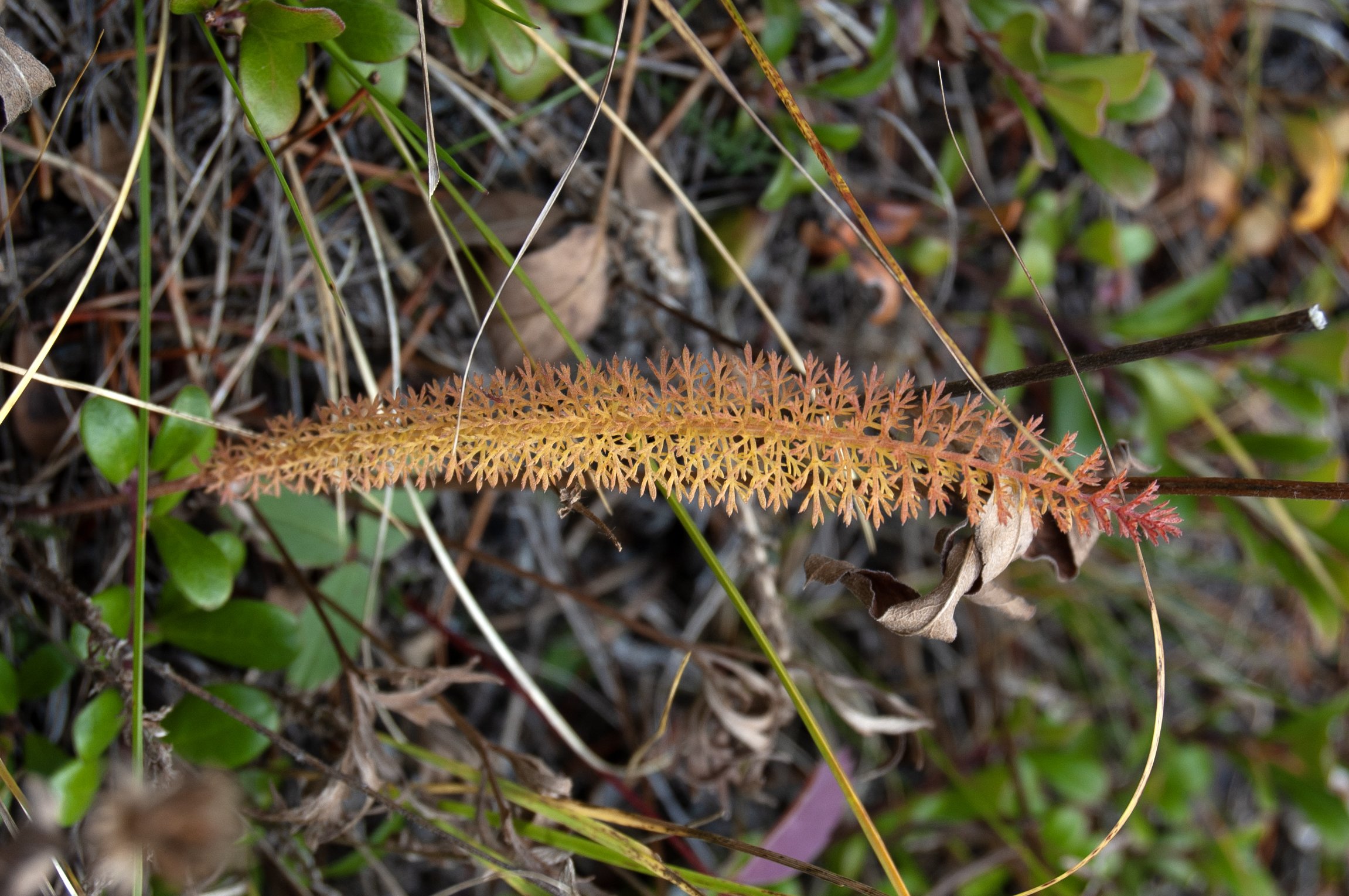 Canadian Rockies 10042011 10.jpg