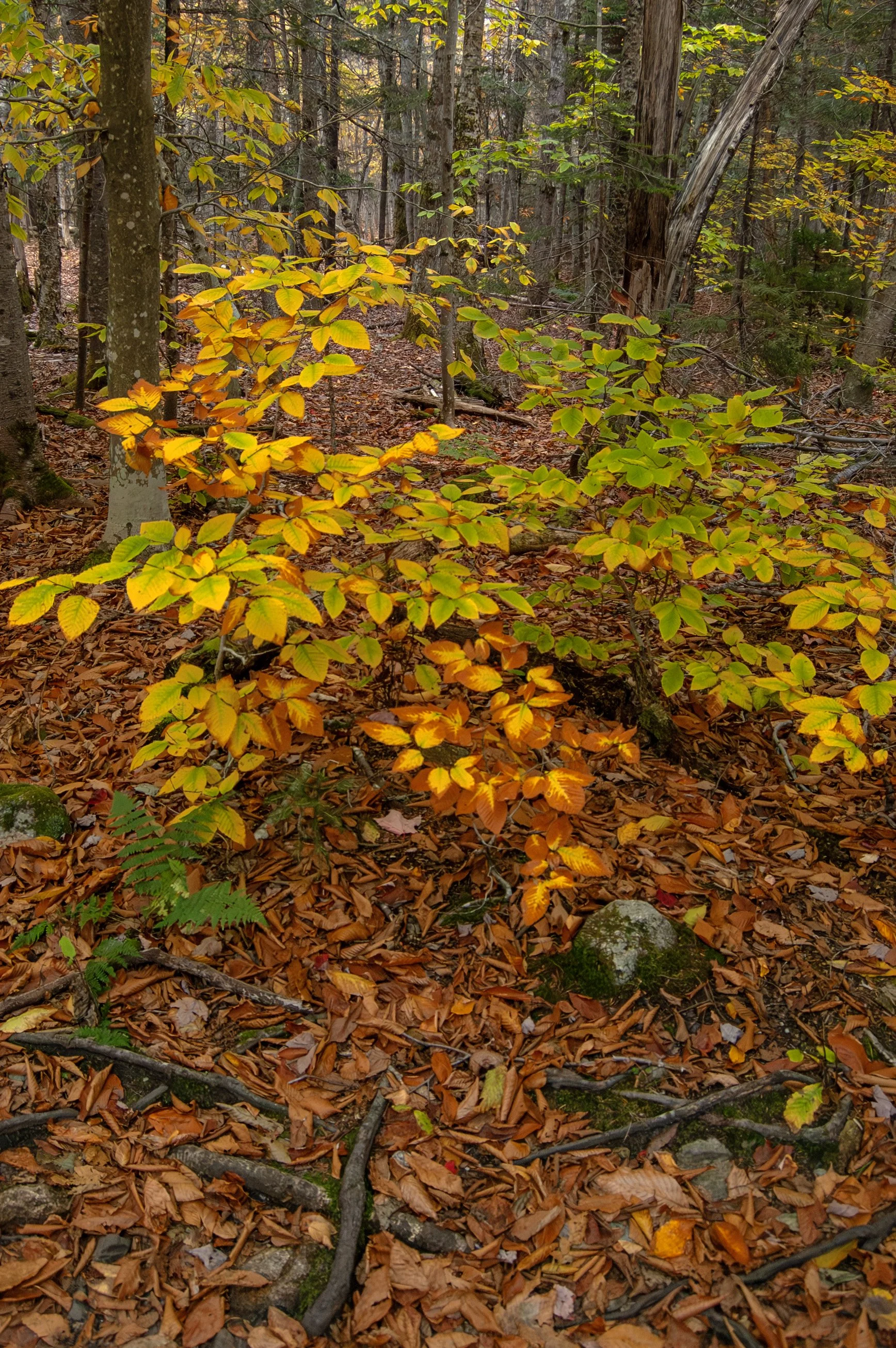 Crawford Notch New Hampshire 10092014 12.jpg
