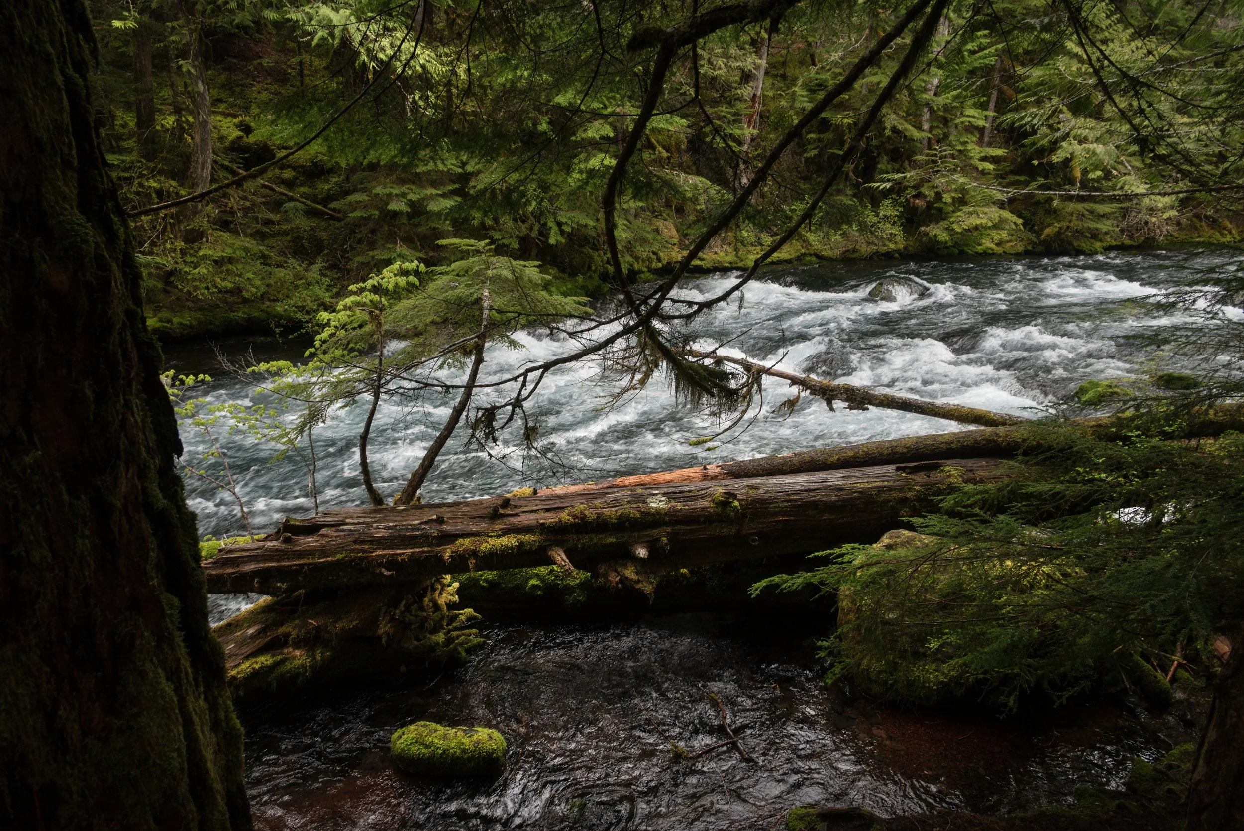 Sahalie & Koosah Fall 05222025 04.jpg