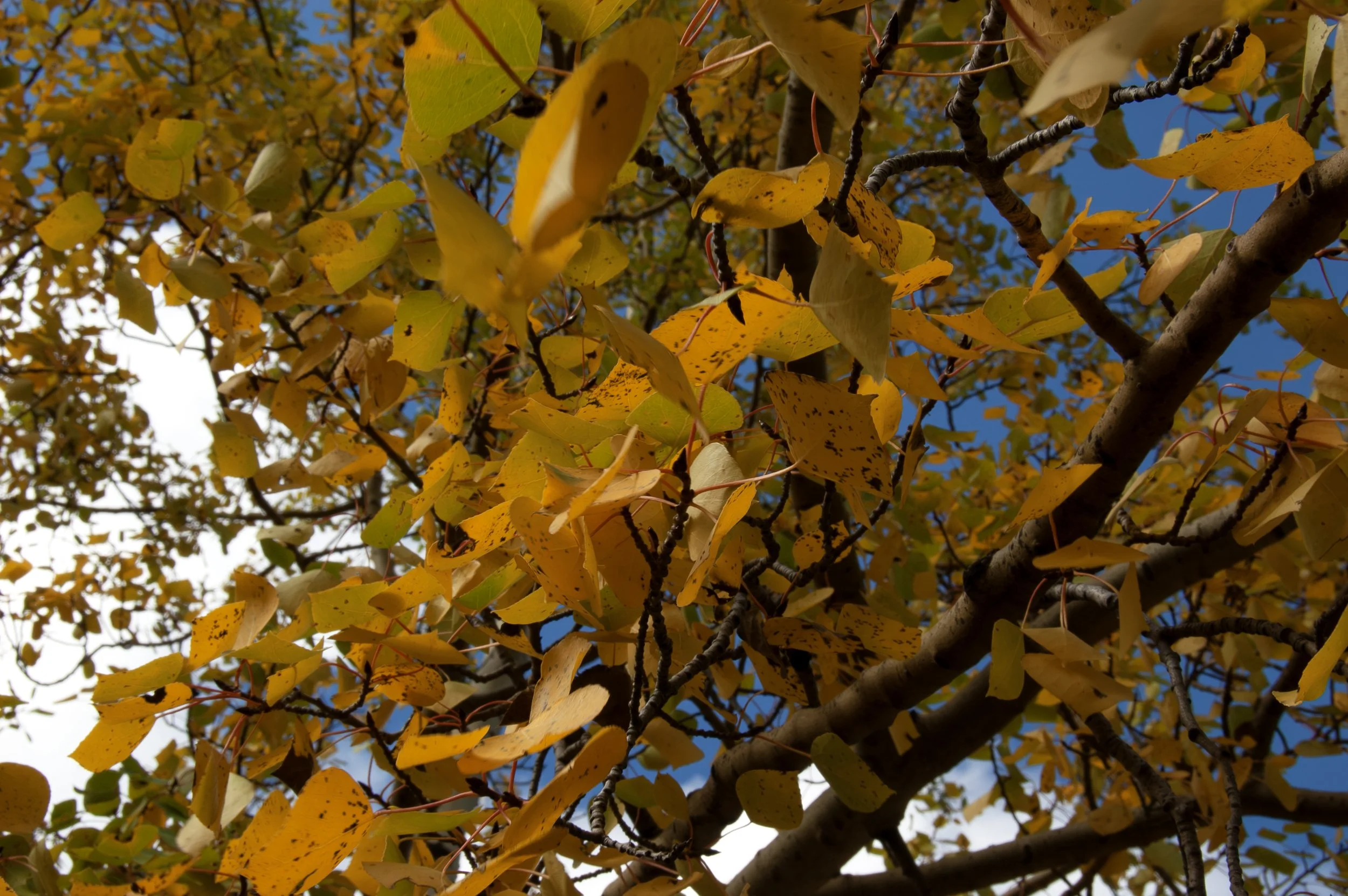Canadian Rockies 10042011 03.jpg